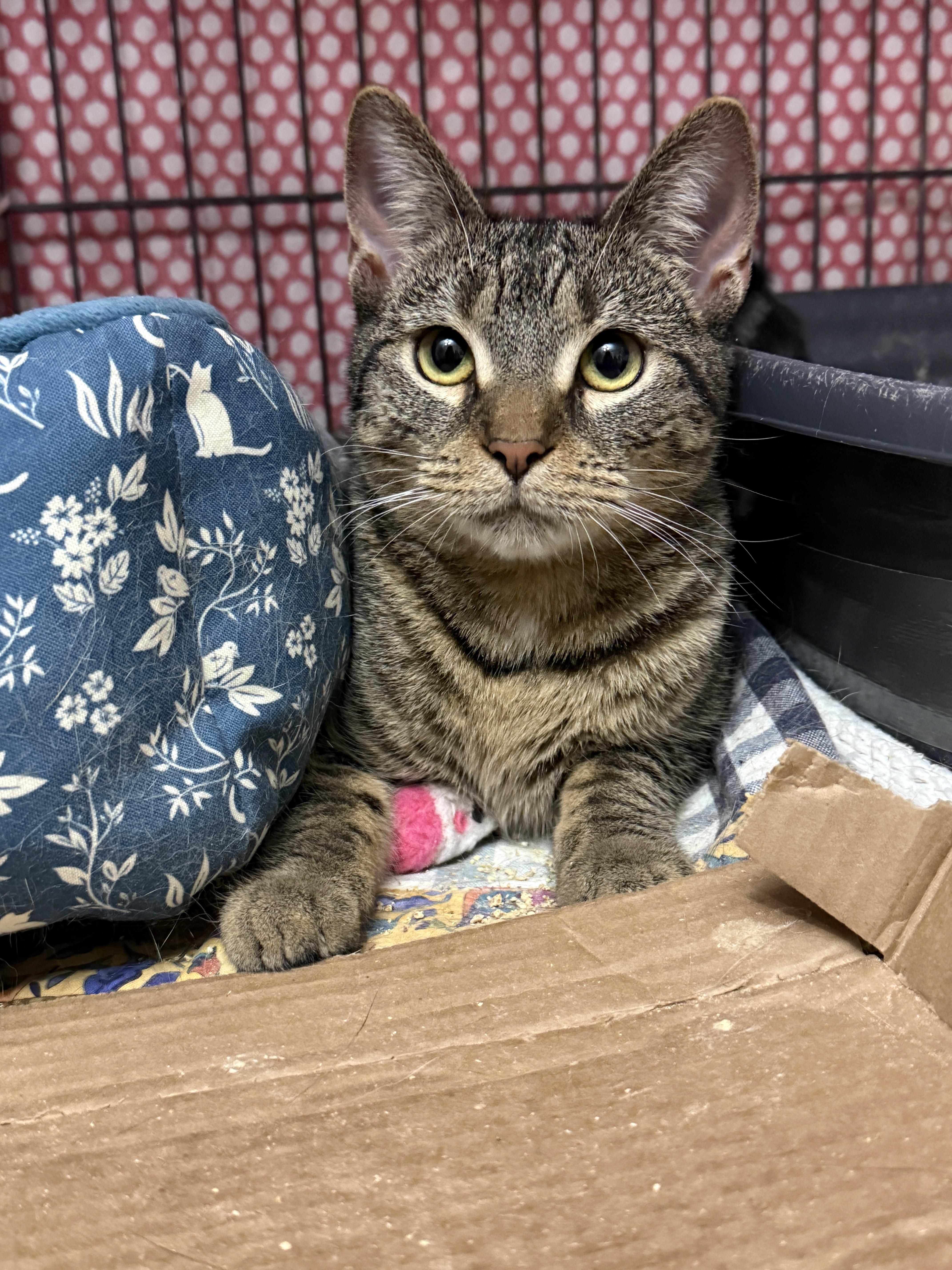 Enlarge Opal, a Adoptable American Shorthair in Philadelphia, PA image 3/5