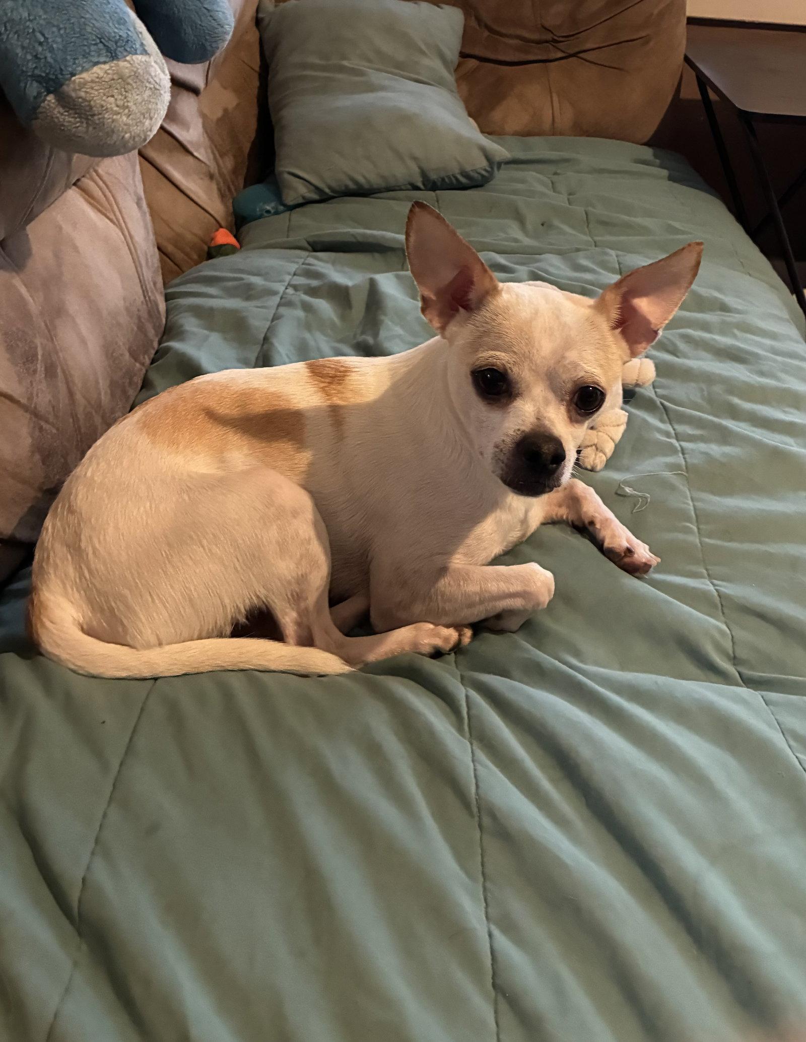 Bill-E, Adoptable, Adult Male Chihuahua.