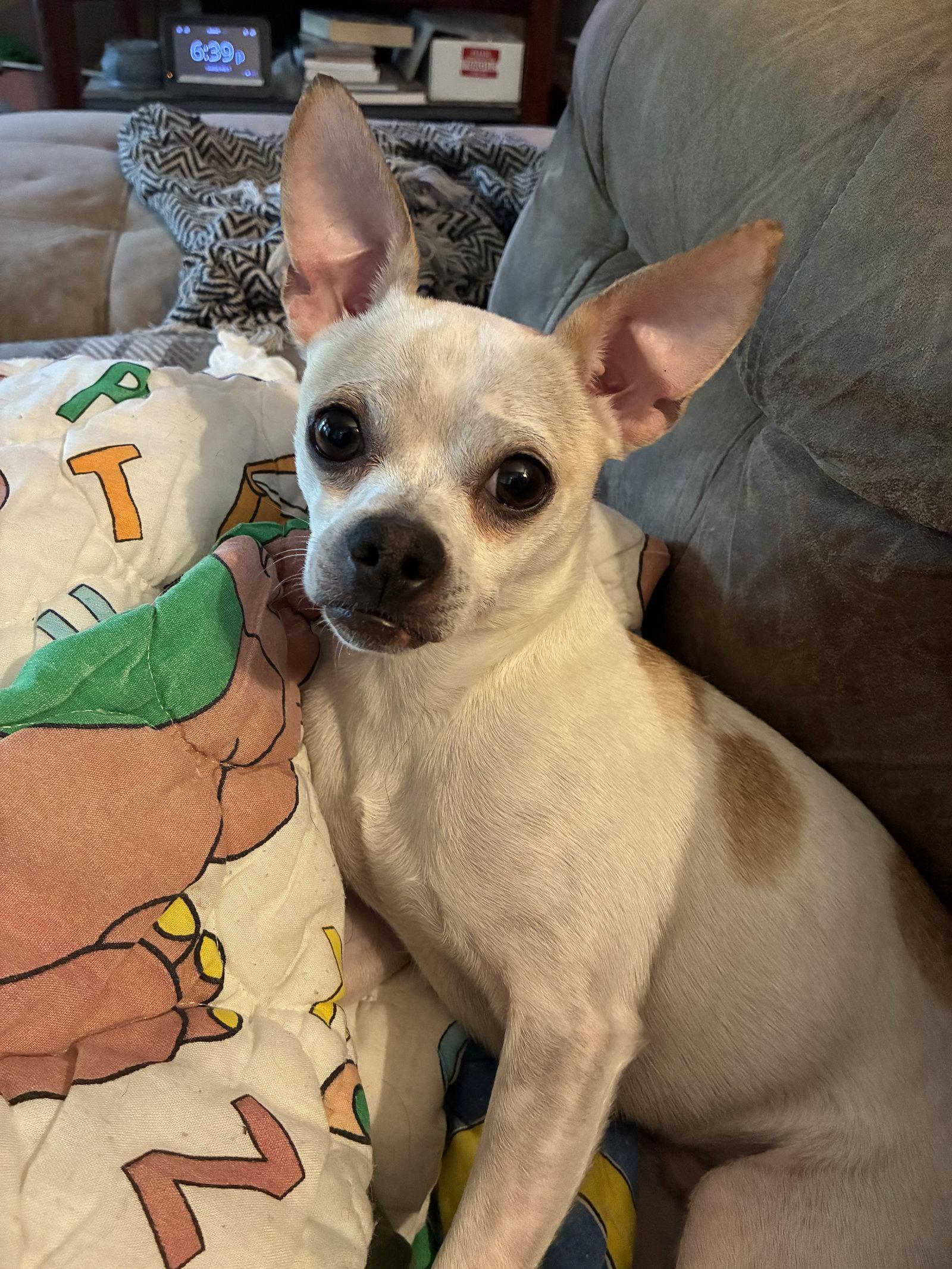 Enlarge Bill-E, a Adoptable Chihuahua in Topeka, KS image 2/2