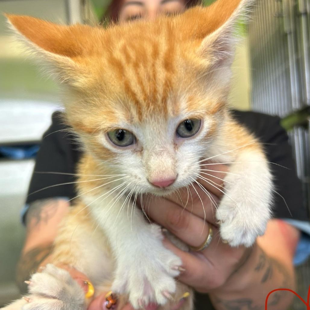 Porky Pig, Adoptable, Kitten Male Domestic Short Hair.