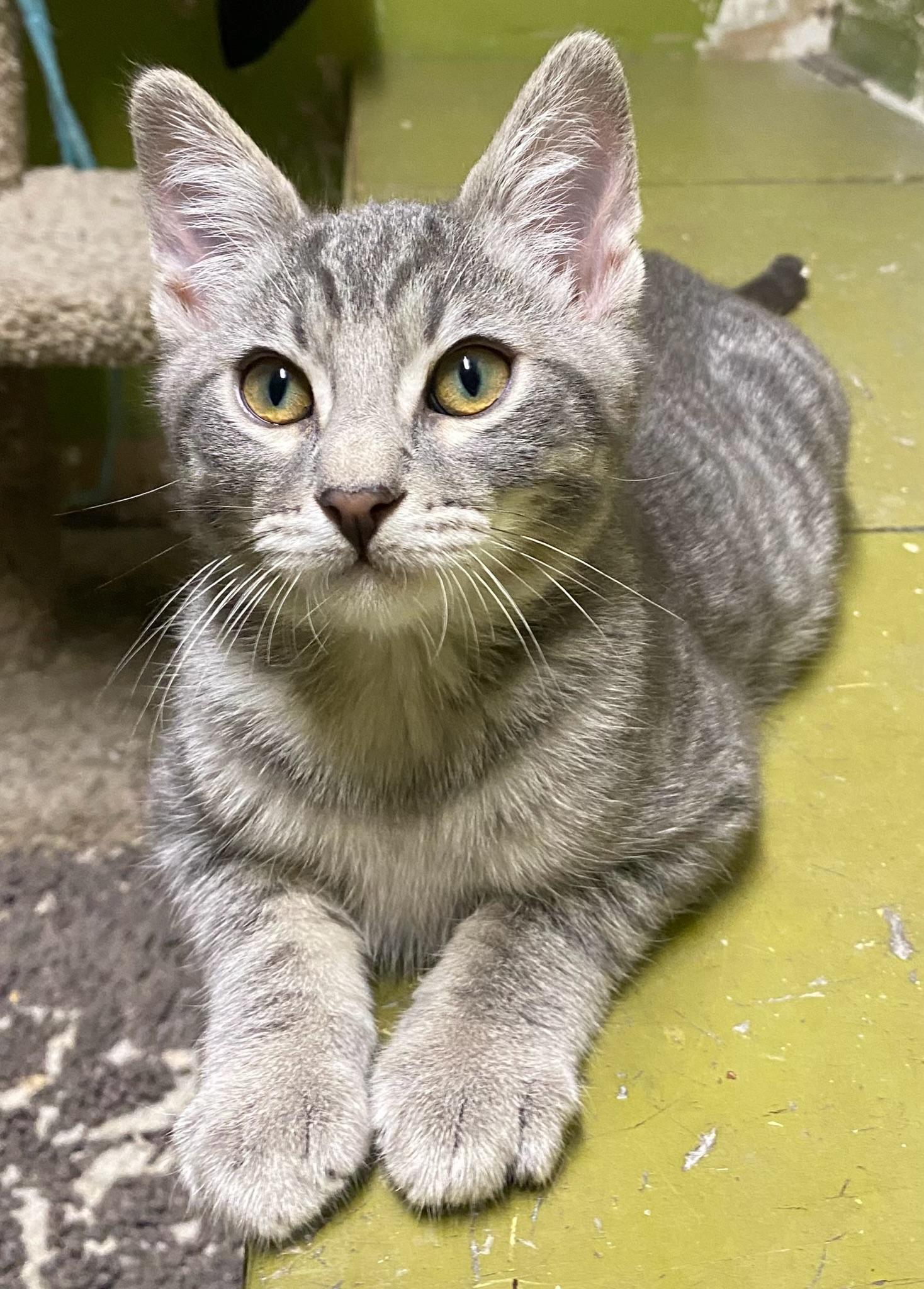 Muncy (friendly), a Adoptable Domestic Short Hair in Los Angeles, CA image 1/3