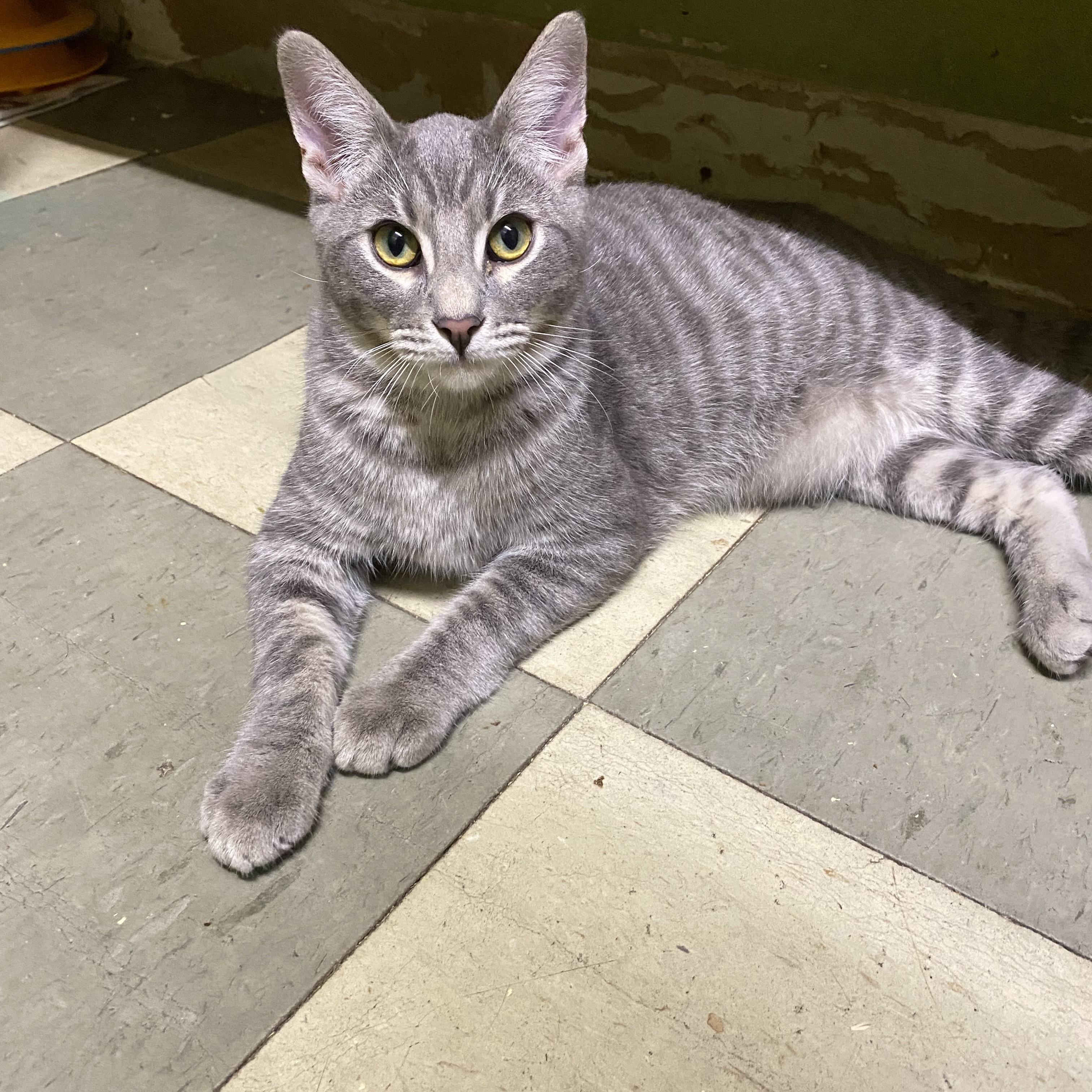 Muncy (friendly), a Adoptable Domestic Short Hair in Los Angeles, CA image 2/3