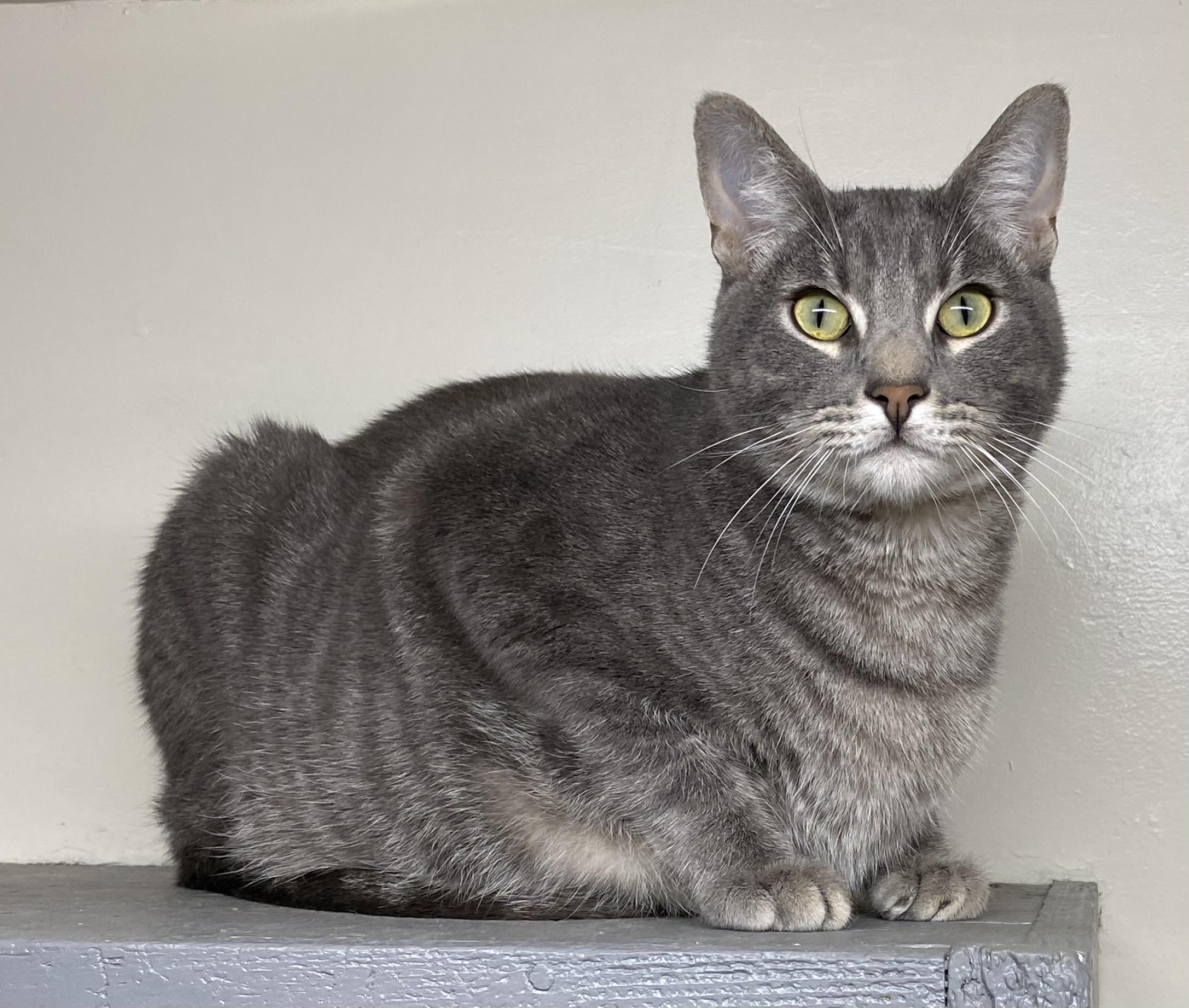 Muncy (friendly), a Adoptable Domestic Short Hair in Los Angeles, CA image 5/5
