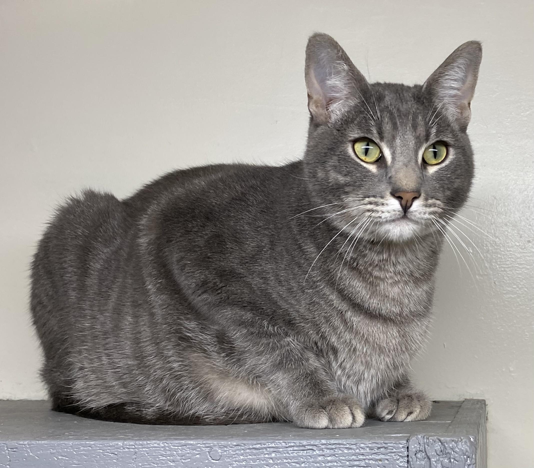 Muncy (friendly), a Adoptable Domestic Short Hair in Los Angeles, CA image 4/5