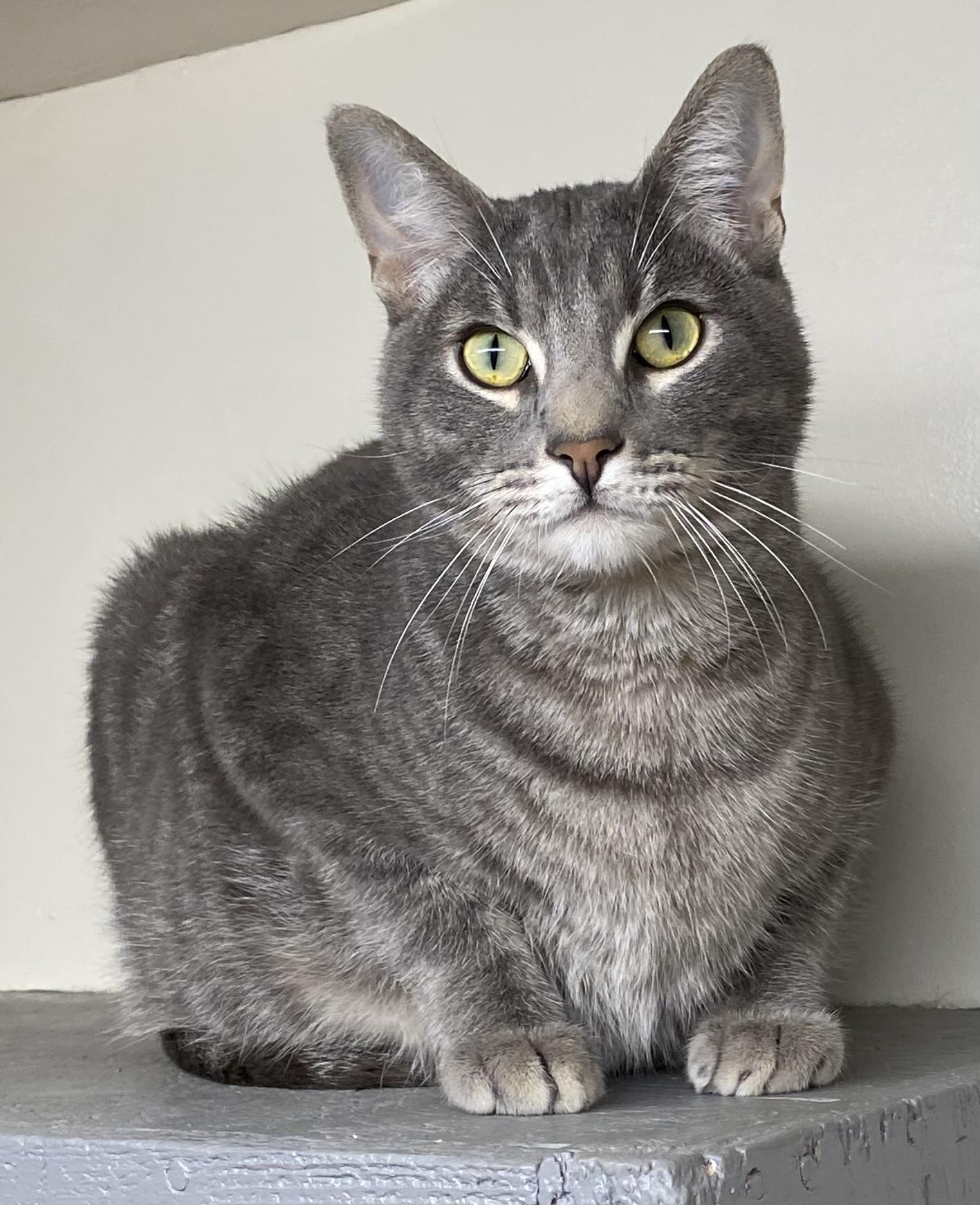 Muncy (friendly), Adoptable, Young Male Domestic Short Hair.