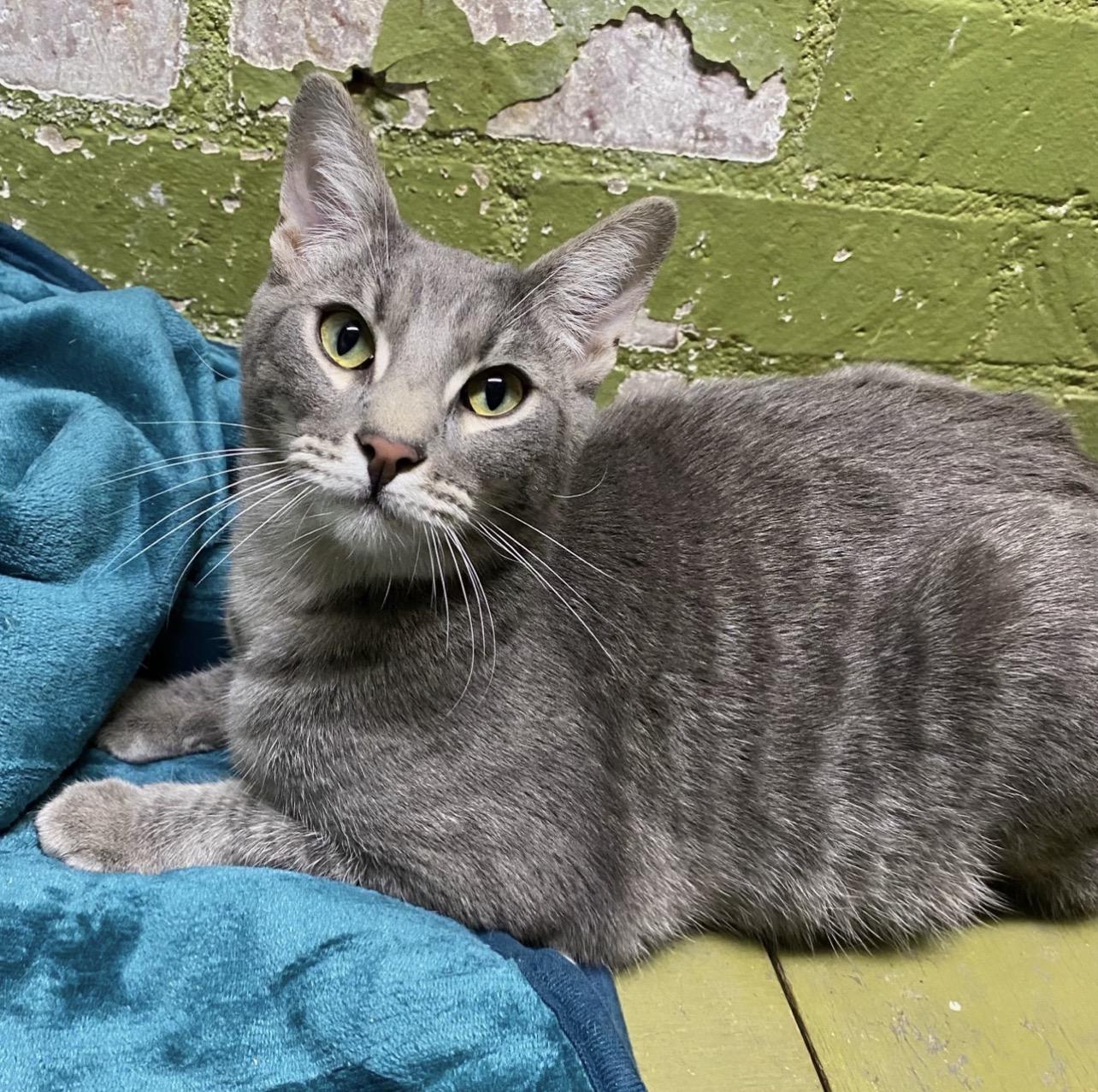Muncy (friendly), Adoptable, Young Male Domestic Short Hair.