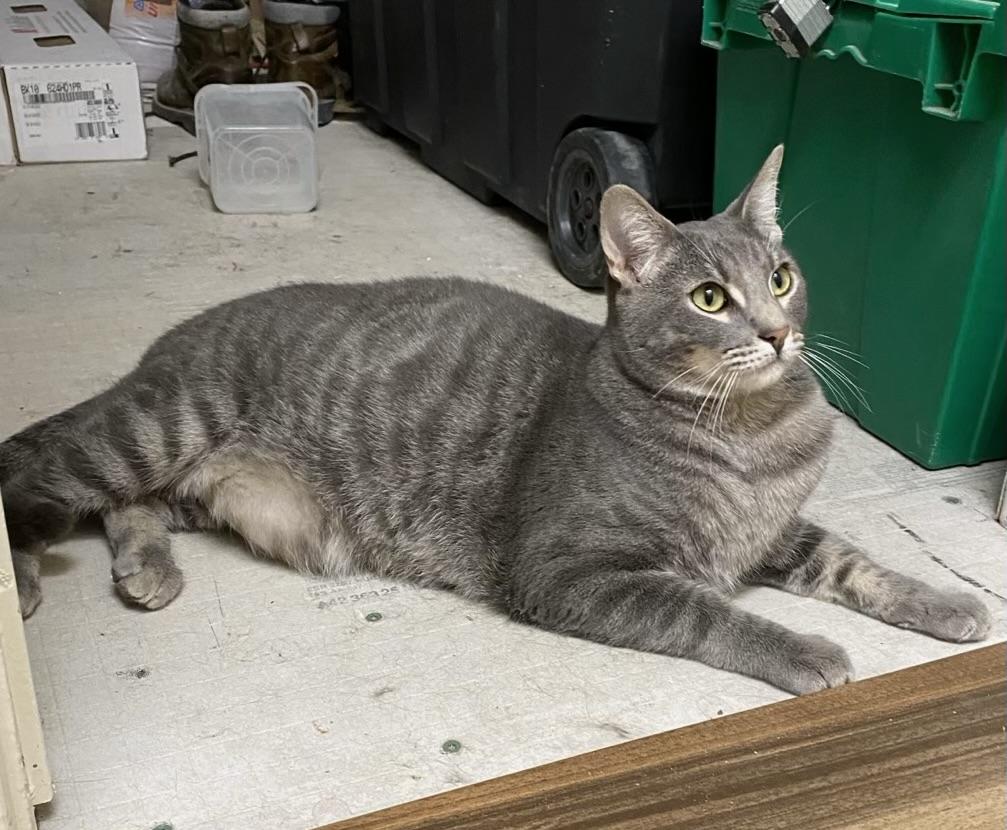 Muncy (friendly), a Adoptable Domestic Short Hair in Los Angeles, CA image 3/5