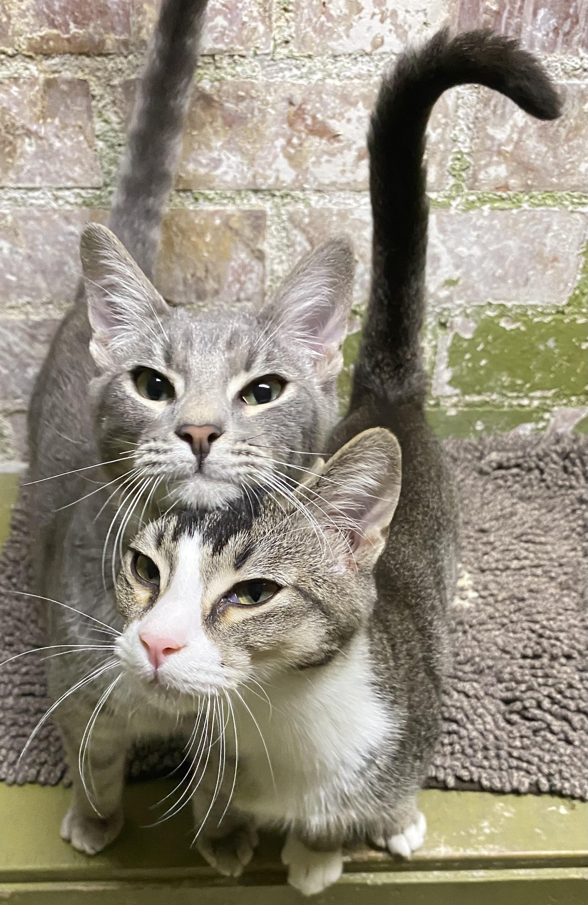 Muncy (friendly), a Adoptable Domestic Short Hair in Los Angeles, CA image 3/3