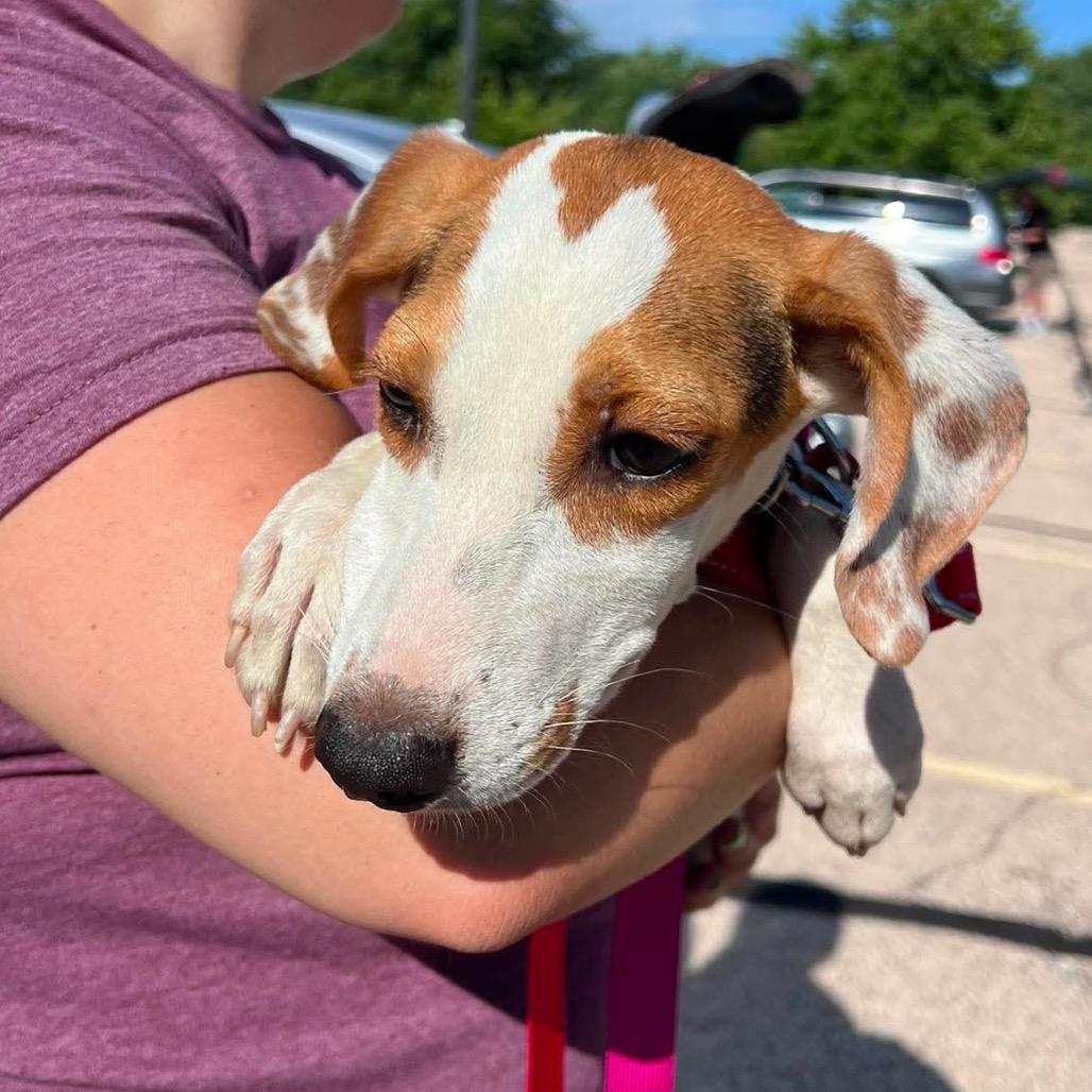 Coby, Adoptable, Puppy Male Beagle & Mixed Breed.