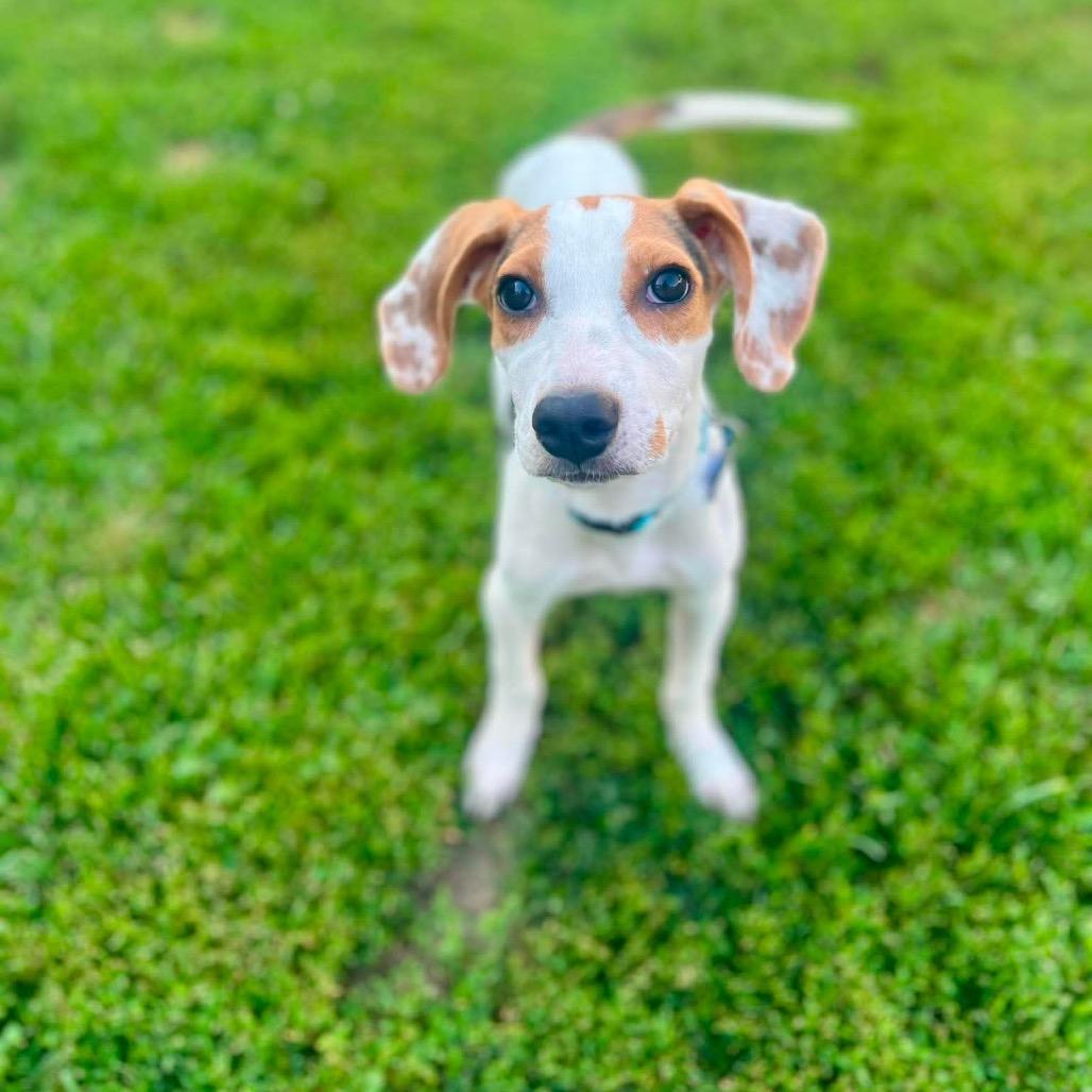Enlarge Coby, a Adoptable mixed breed in St. Charles, IL image 2/6