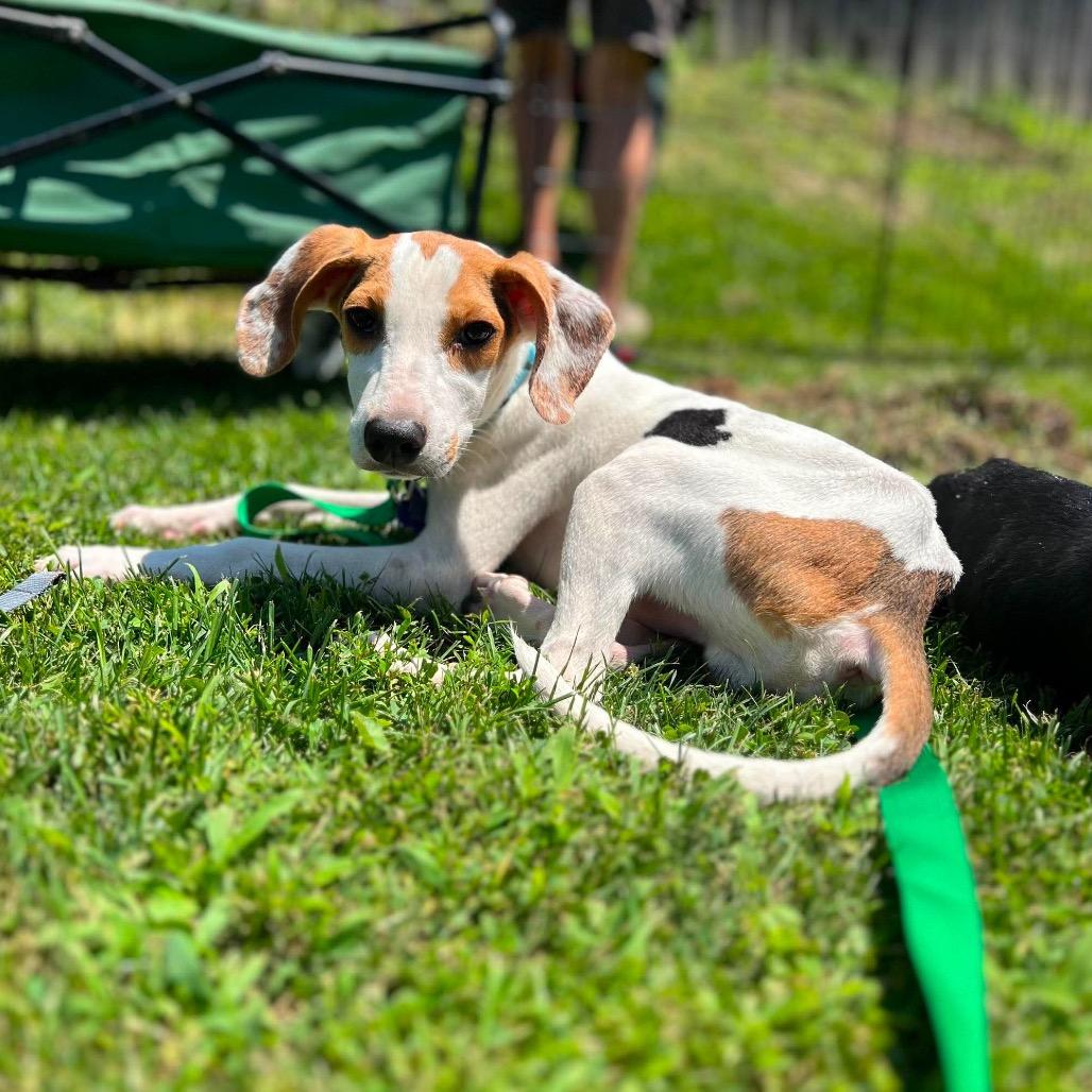 Enlarge Coby, a Adoptable mixed breed in St. Charles, IL image 3/6