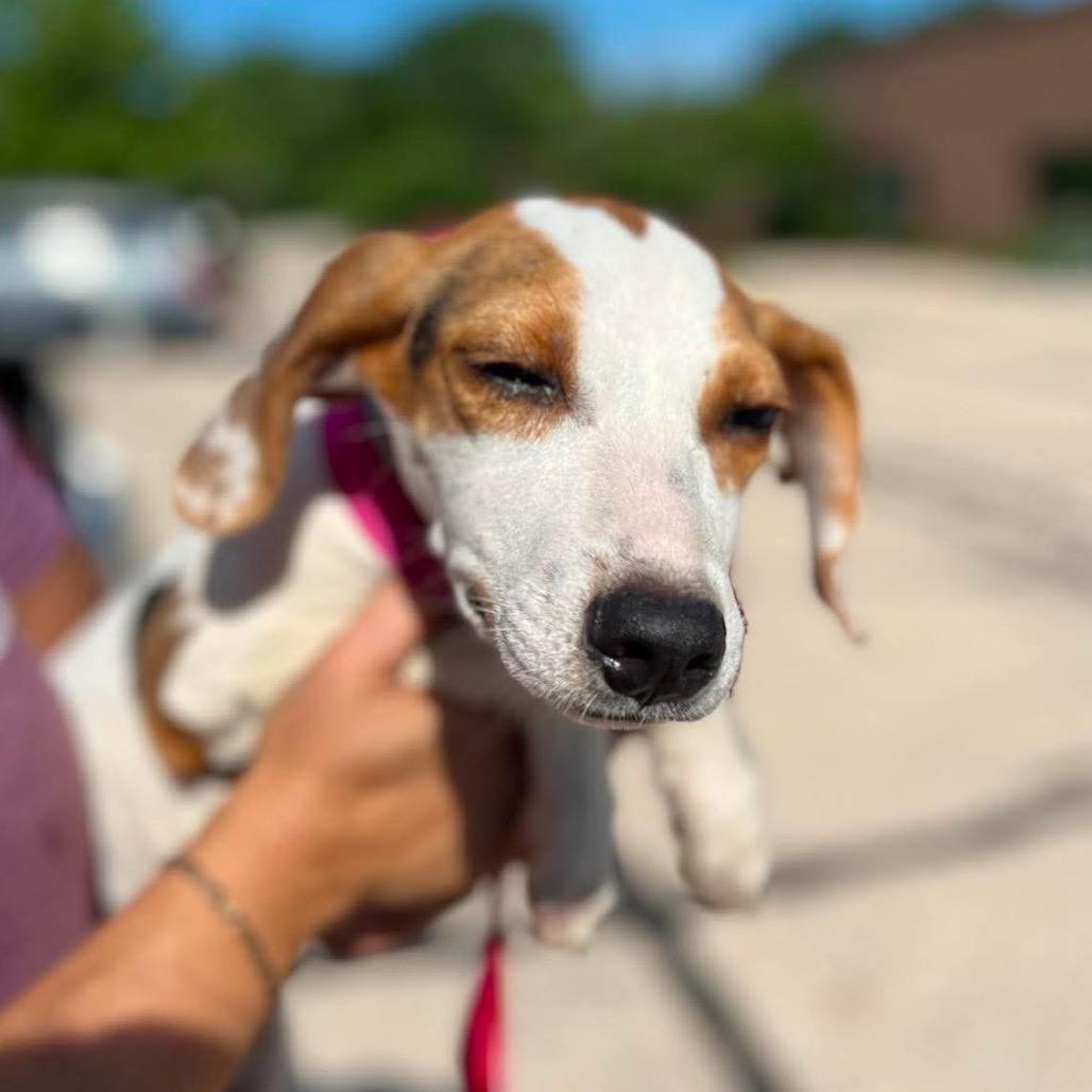 Enlarge Coby, a Adoptable mixed breed in St. Charles, IL image 4/6