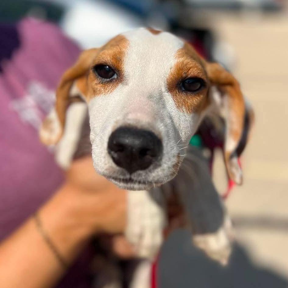 Enlarge Coby, a Adoptable mixed breed in St. Charles, IL image 5/6