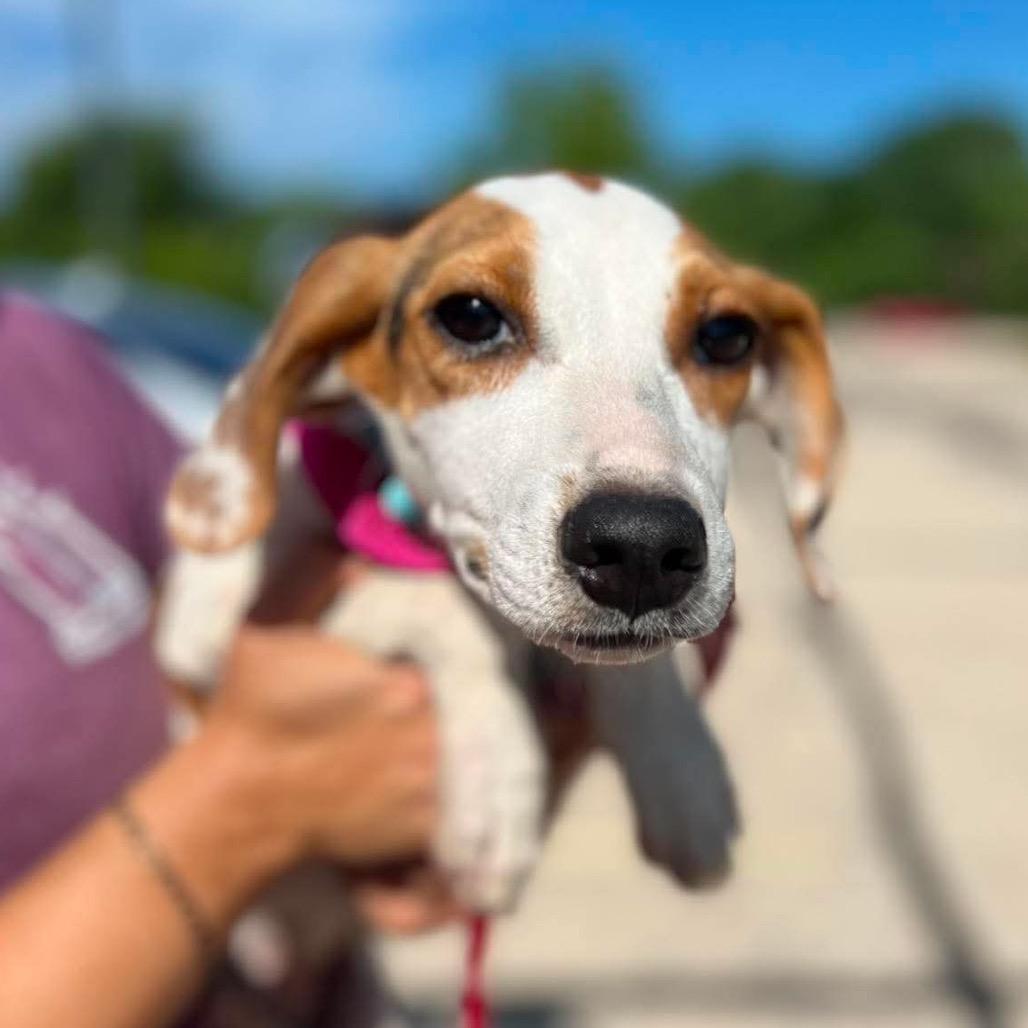 Enlarge Coby, a Adoptable mixed breed in St. Charles, IL image 6/6