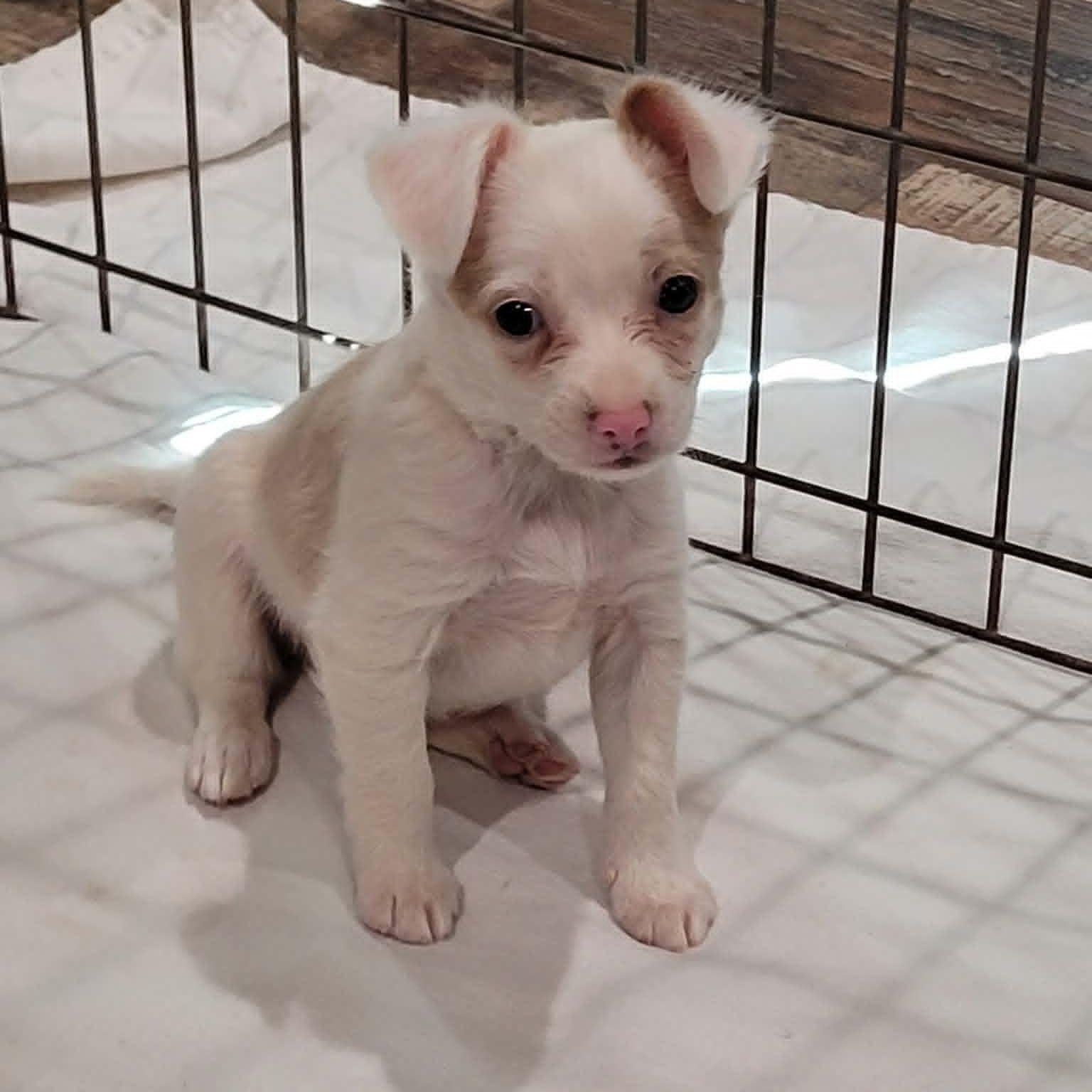Enlarge Stuart Little, a ADOPTABLE mixed breed in New River, AZ image 3/6