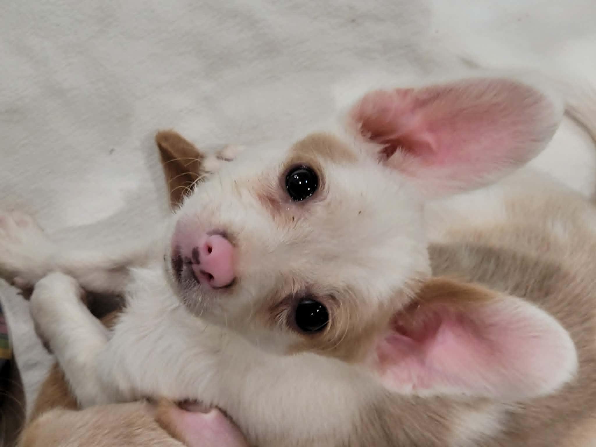 Stuart Little, ADOPTABLE, Puppy Male Italian Greyhound & Chihuahua.