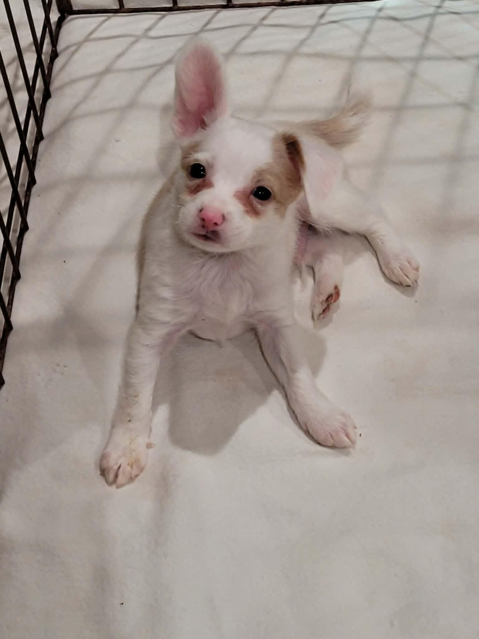 Enlarge Stuart Little, a ADOPTABLE mixed breed in New River, AZ image 5/6