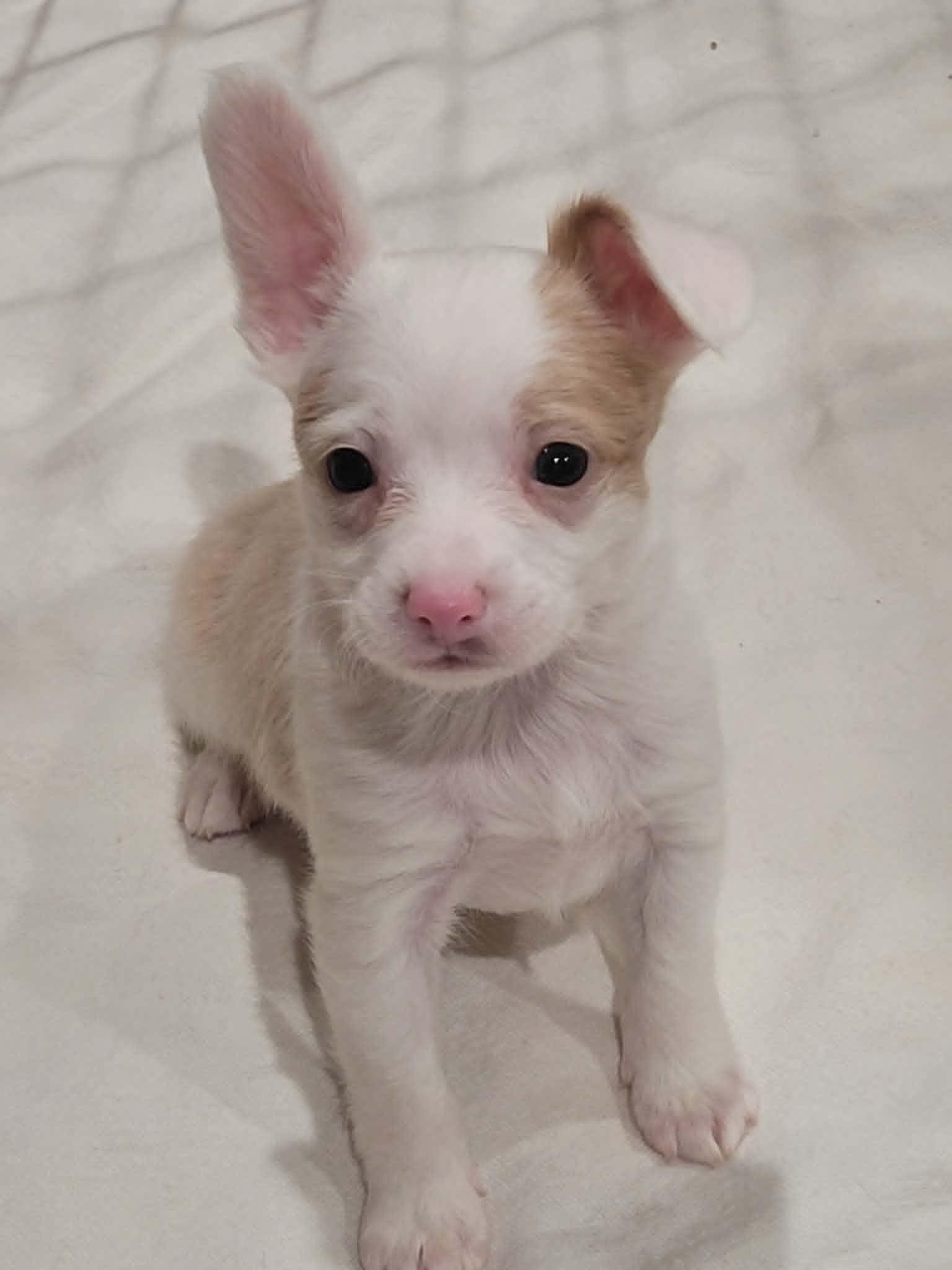 Enlarge Stuart Little, a ADOPTABLE mixed breed in New River, AZ image 4/6