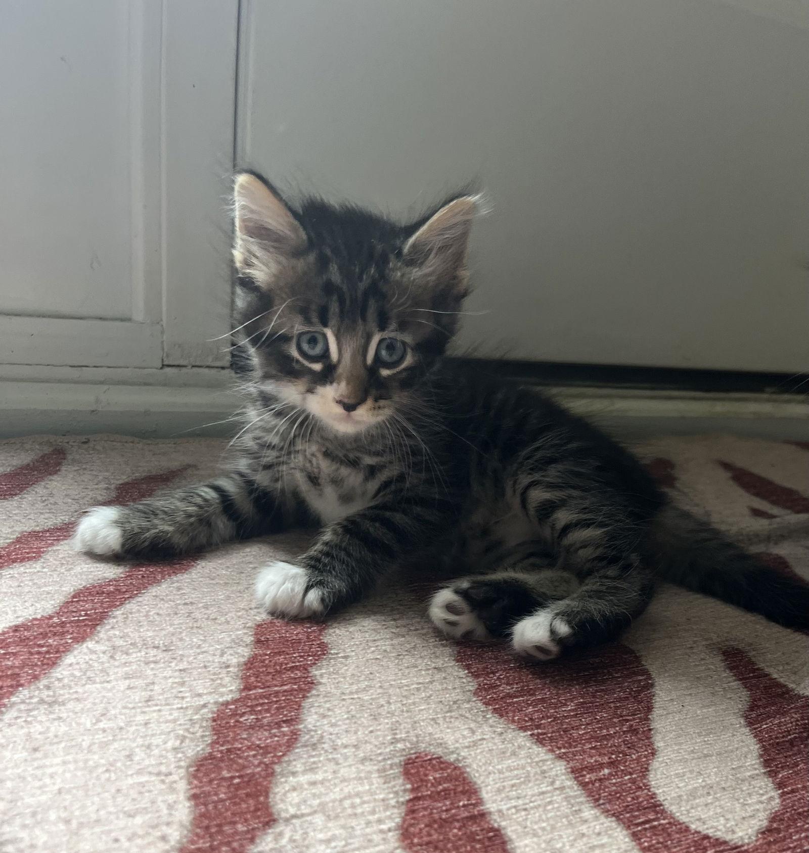 Thunder II, Adopted, Kitten Male Domestic Short Hair.