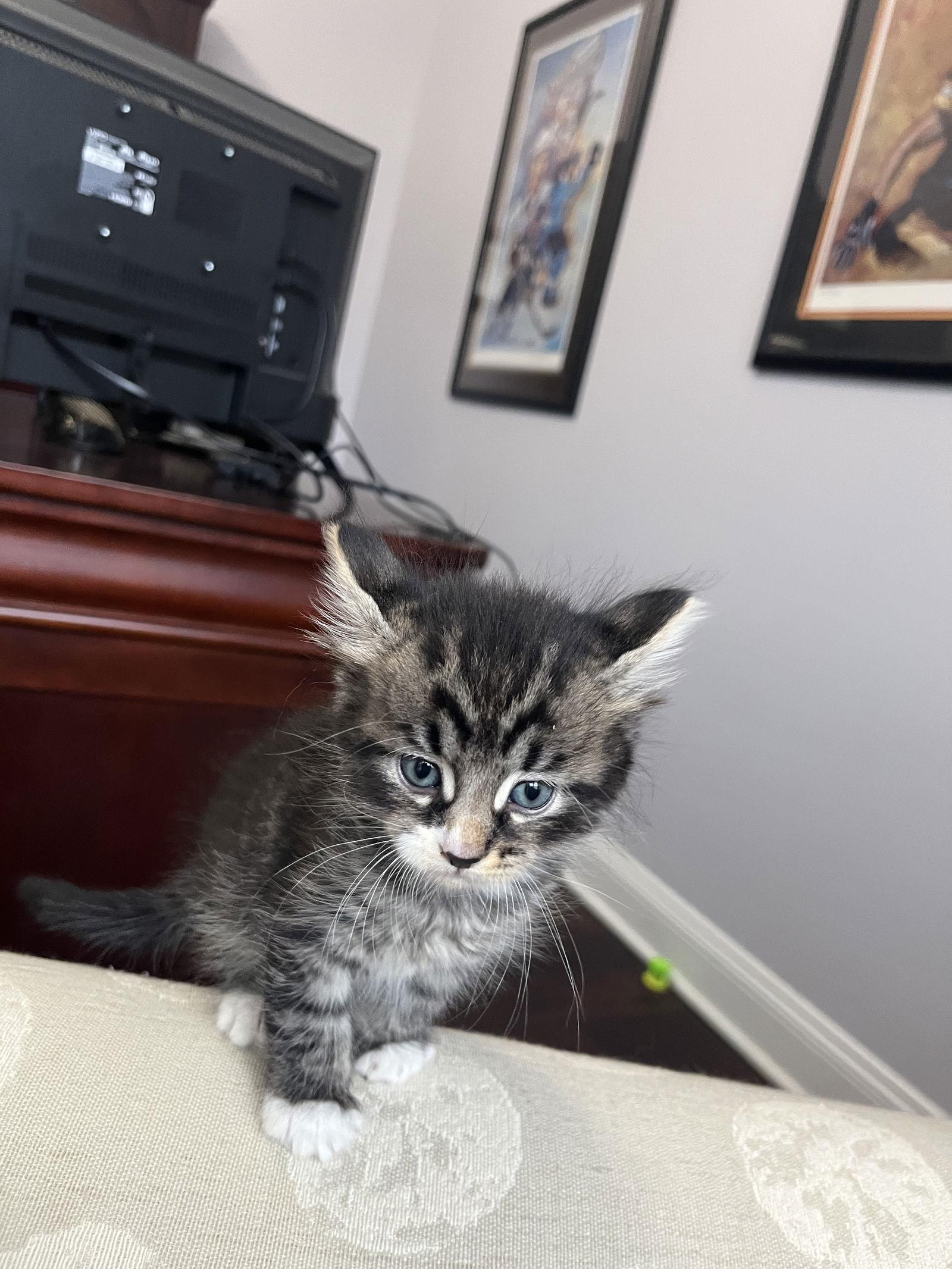 Enlarge Thunder II, a Adopted Domestic Short Hair in Pittsburgh, PA image 3/3