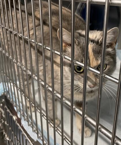 Enlarge Slippy, a Adoptable mixed breed in Simcoe, ON image 2/2