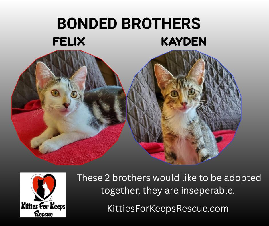 What Do You Need to Adopt a Cat: Essential Tips for New Owners
