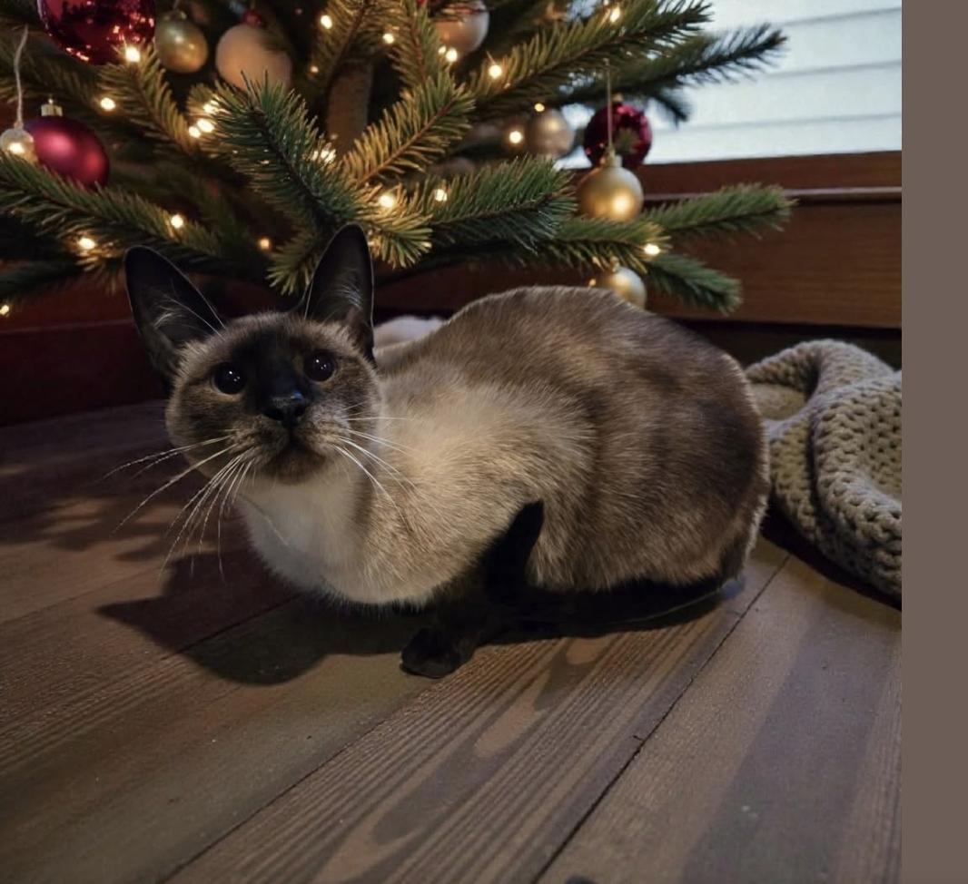 Enlarge Bella Rose, a ADOPTABLE Siamese in Jxn, MS image 1/1