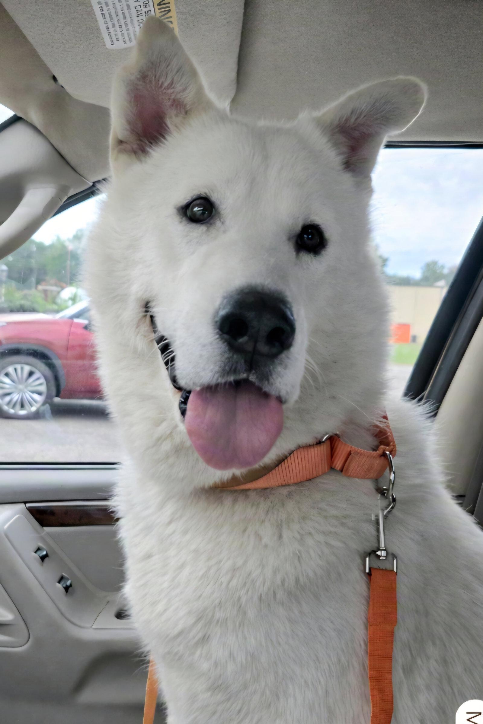 Marlow, Adoptable, Adult Male Siberian Husky & Shepherd.