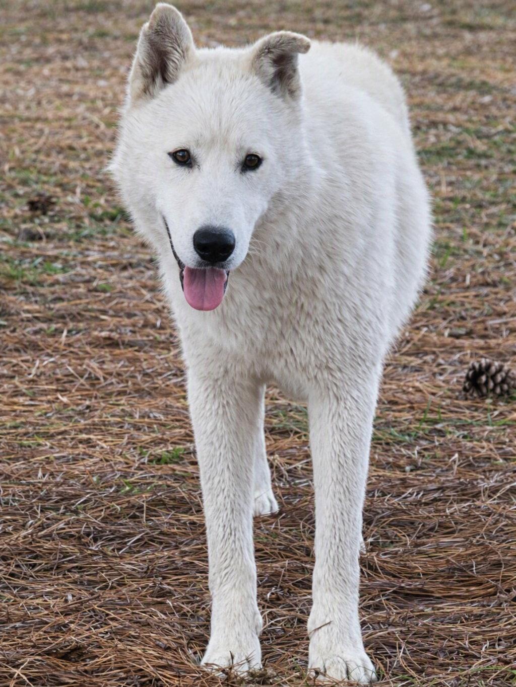 Enlarge Marlow, a Adoptable mixed breed in Millersville, MD image 2/3