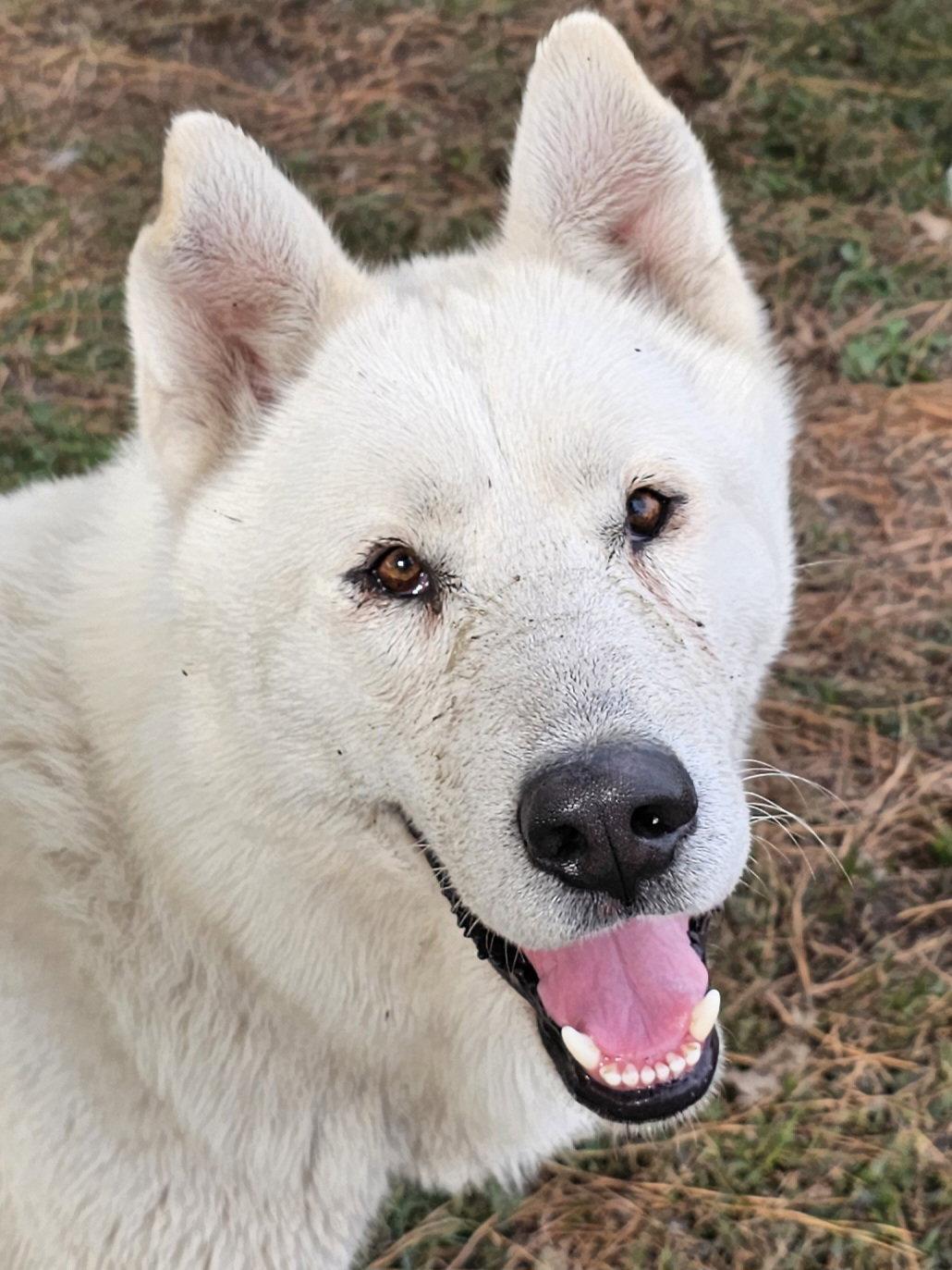 Enlarge Marlow, a Adoptable mixed breed in Millersville, MD image 3/3