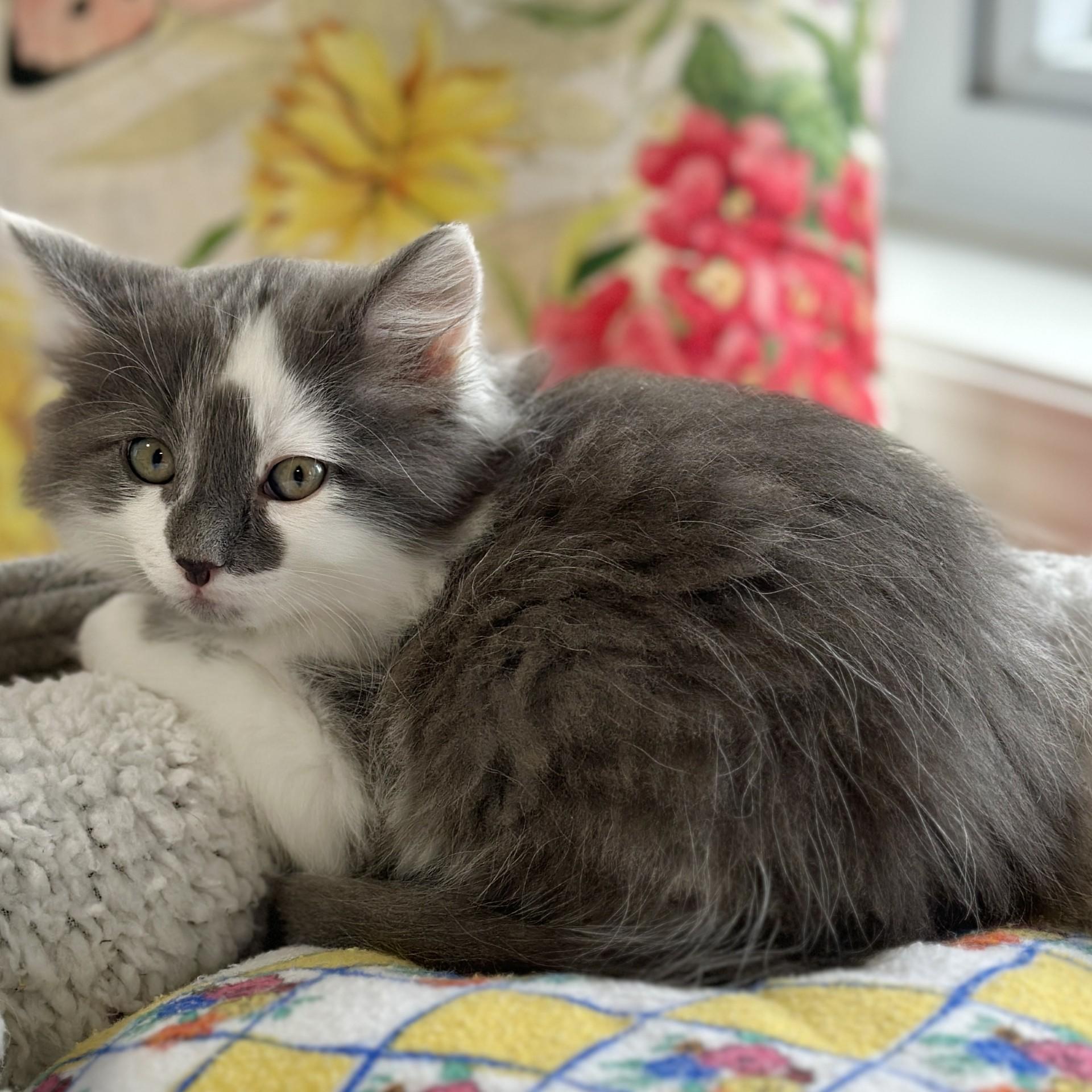 Enlarge Fluff, an adopted Domestic Medium Hair in Victor, NY image 4/5