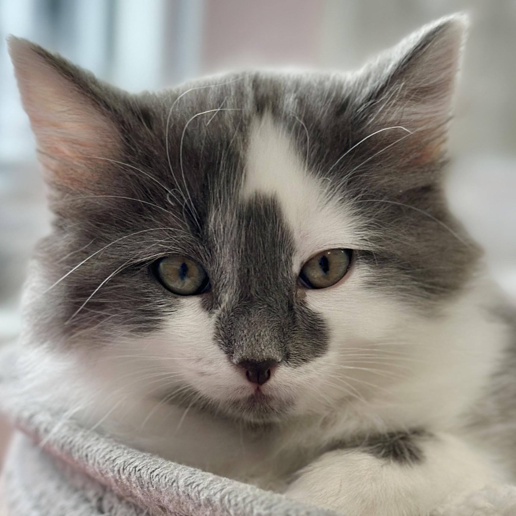 Enlarge Fluff, an adopted Domestic Medium Hair in Victor, NY image 3/5