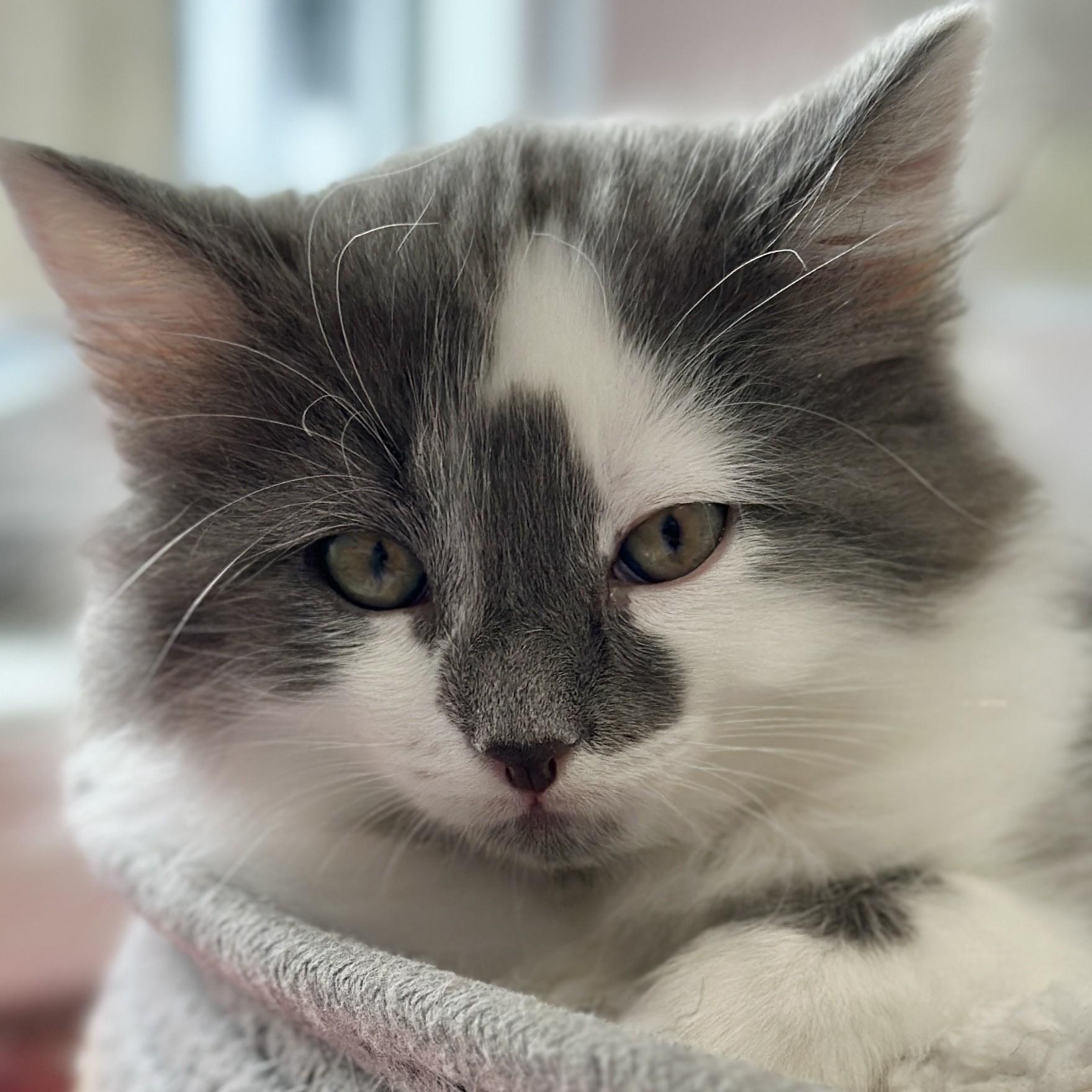 Enlarge Fluff, an adopted Domestic Medium Hair in Victor, NY image 2/5