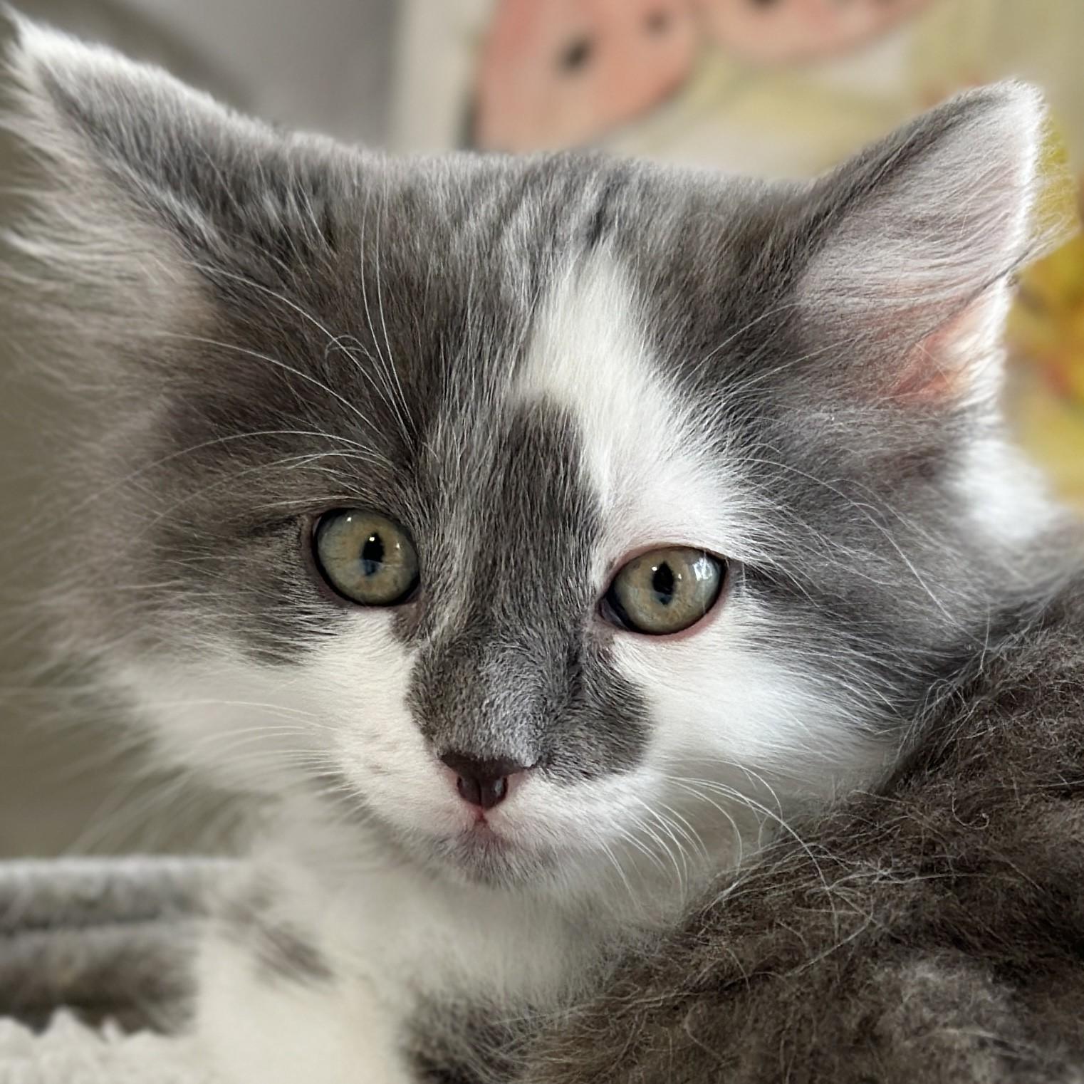 Fluff, adopted, Kitten Male Domestic Medium Hair.