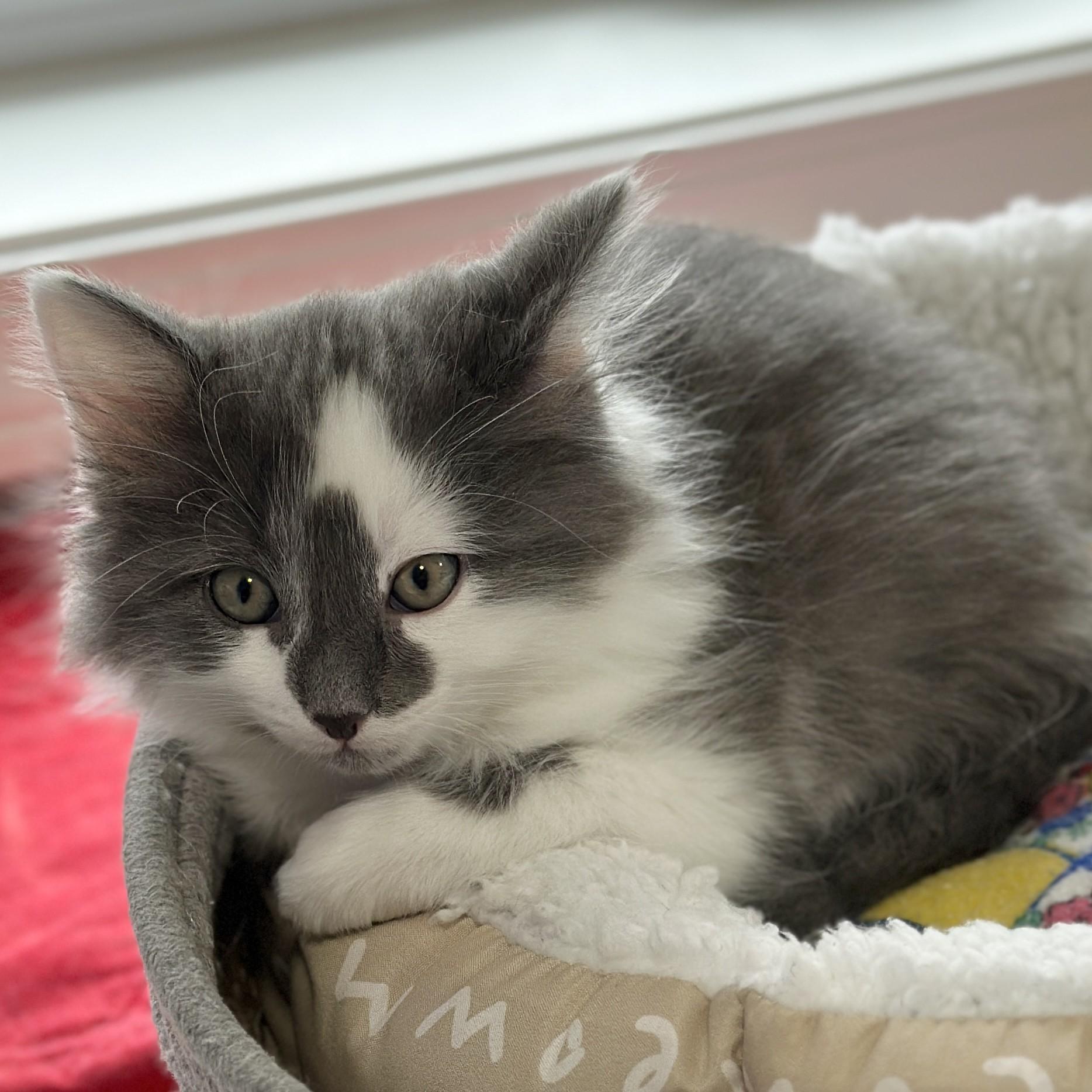 Enlarge Fluff, an adopted Domestic Medium Hair in Victor, NY image 5/5