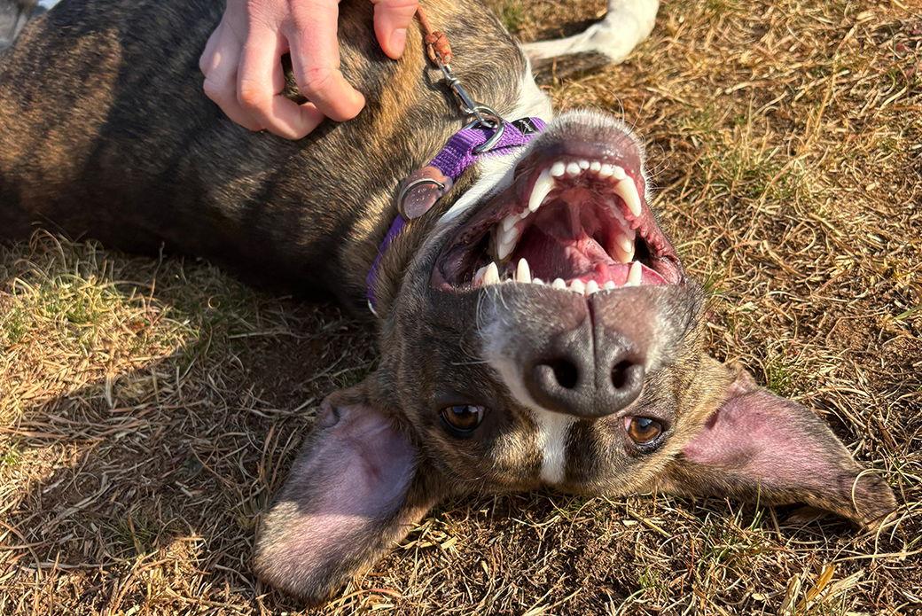 Echo, Adoptable, Adult Male Mixed Breed.