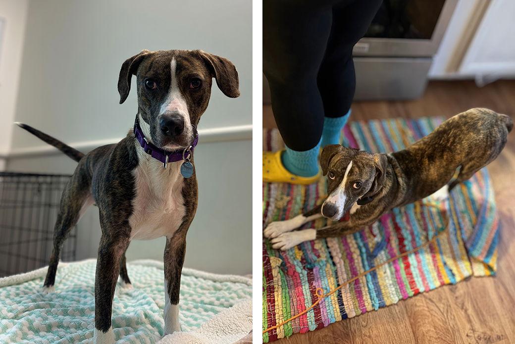 Enlarge Echo, a Adoptable Mixed Breed in Weaverville, NC image 1/3