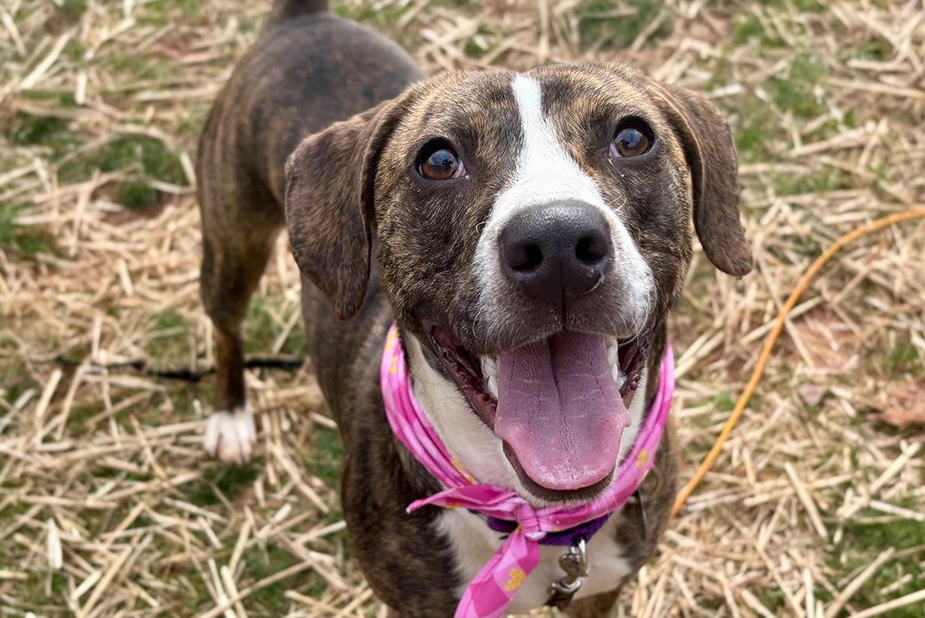 Echo, Adoptable, Adult Male Mixed Breed.