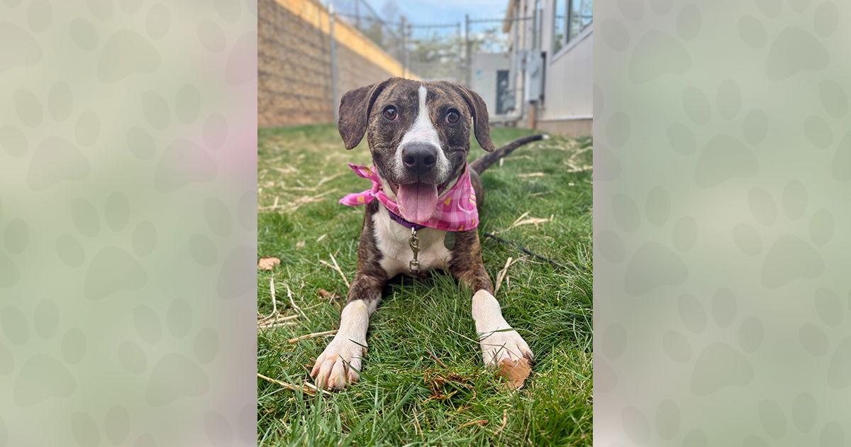 Enlarge Echo, a Adoptable Mixed Breed in Weaverville, NC image 2/3