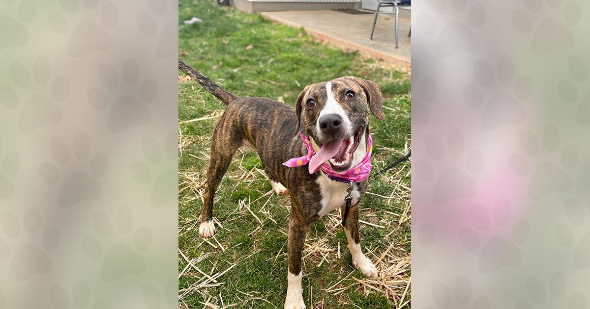 Enlarge Echo, a Adoptable Mixed Breed in Weaverville, NC image 3/3