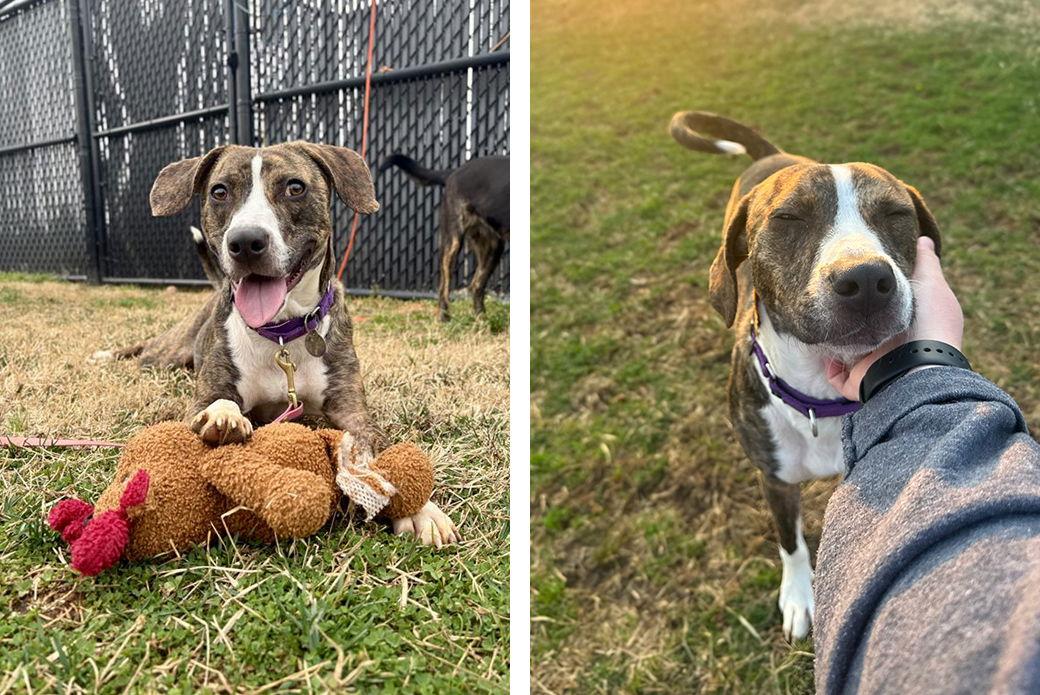 Enlarge Echo, a Adoptable Mixed Breed in Weaverville, NC image 3/3