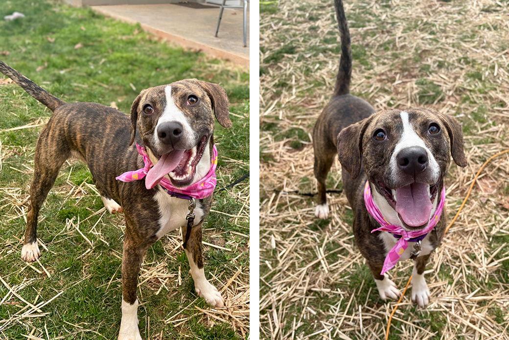 Enlarge Echo, a Adoptable Mixed Breed in Weaverville, NC image 3/3