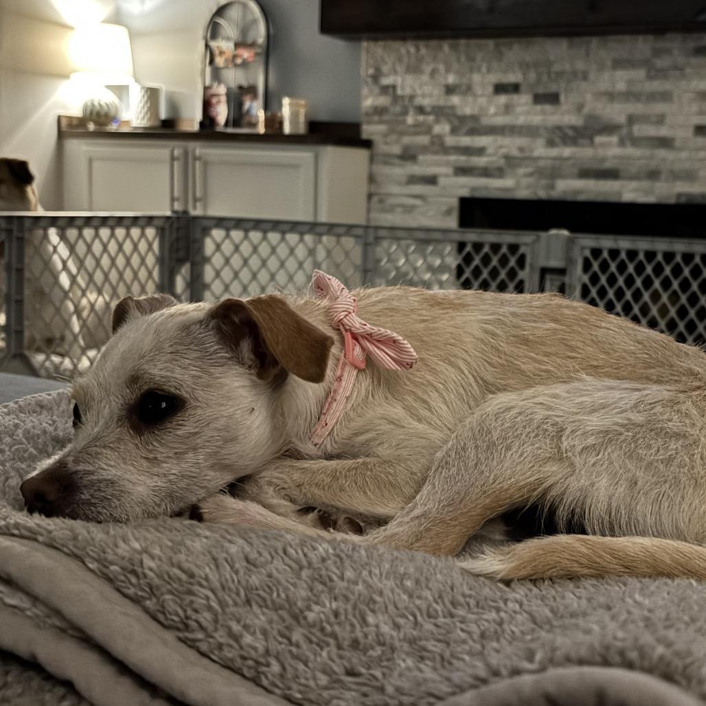 Elfie, Adoptable, Young Female Chihuahua.