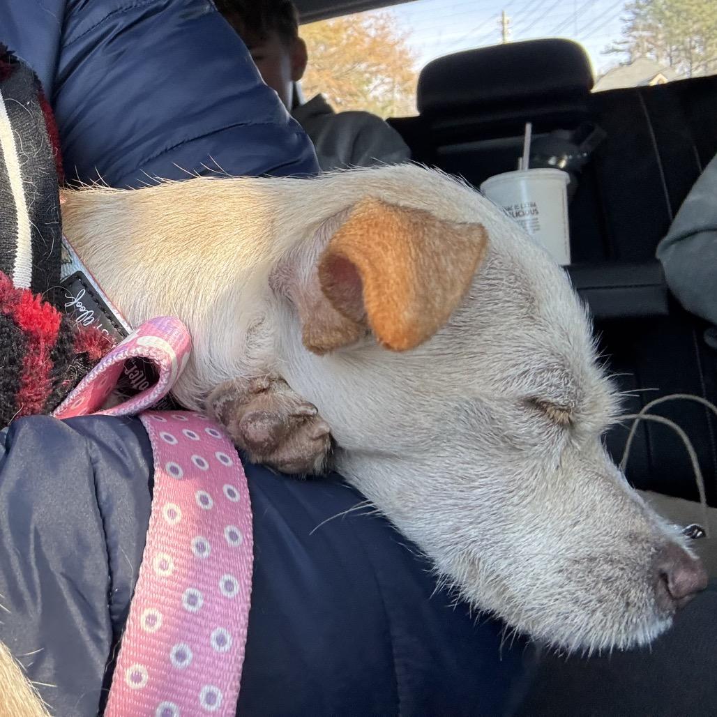 Enlarge Elfie, a Adoptable Chihuahua in Austell, GA image 2/6