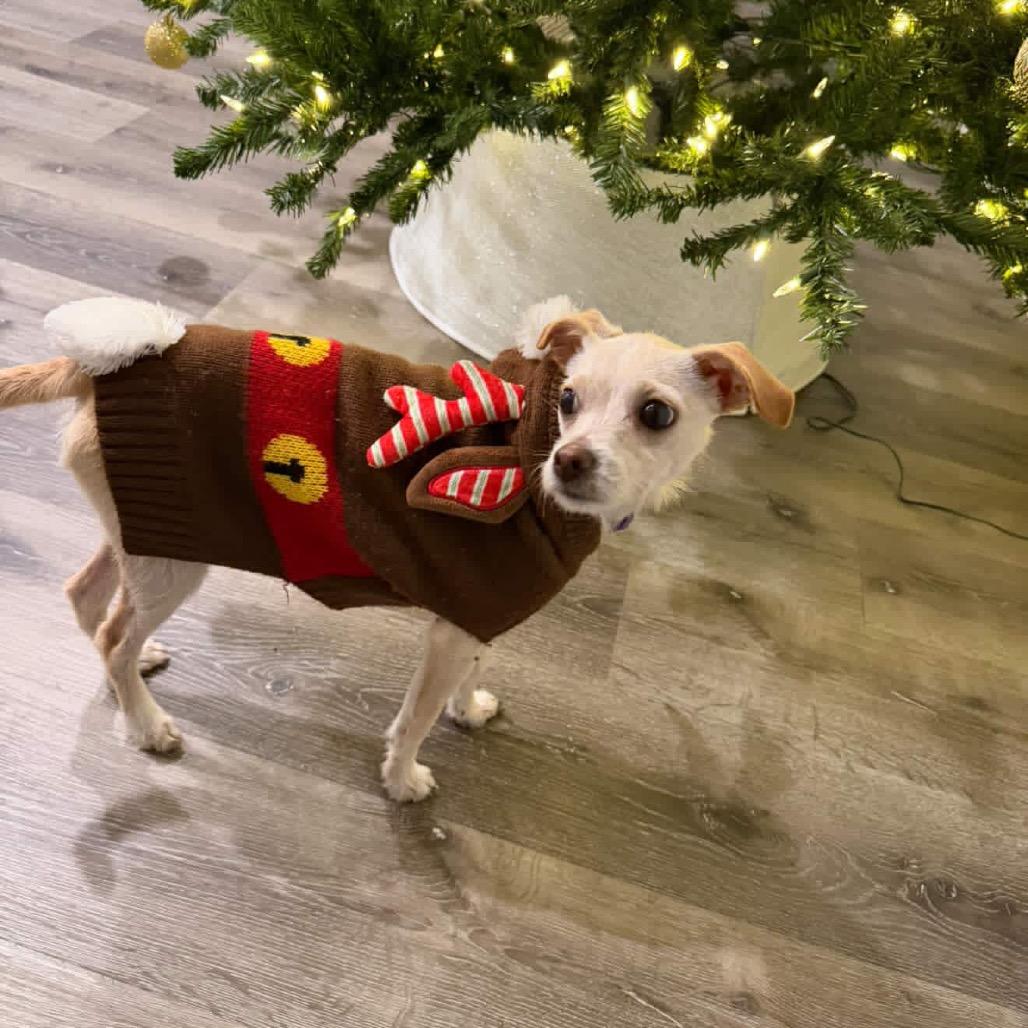 Enlarge Elfie, a Adoptable Chihuahua in Austell, GA image 3/6