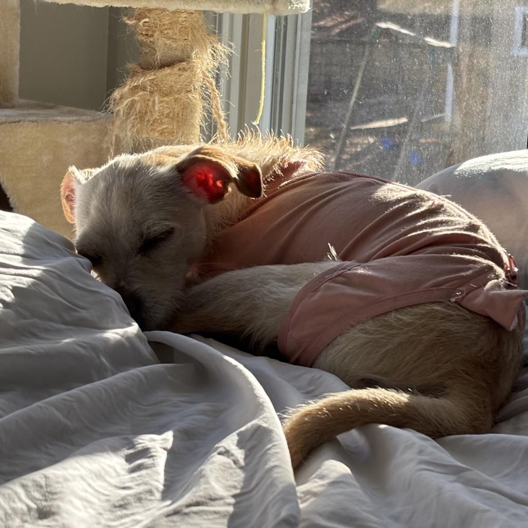 Enlarge Elfie, a Adoptable Chihuahua in Austell, GA image 4/6