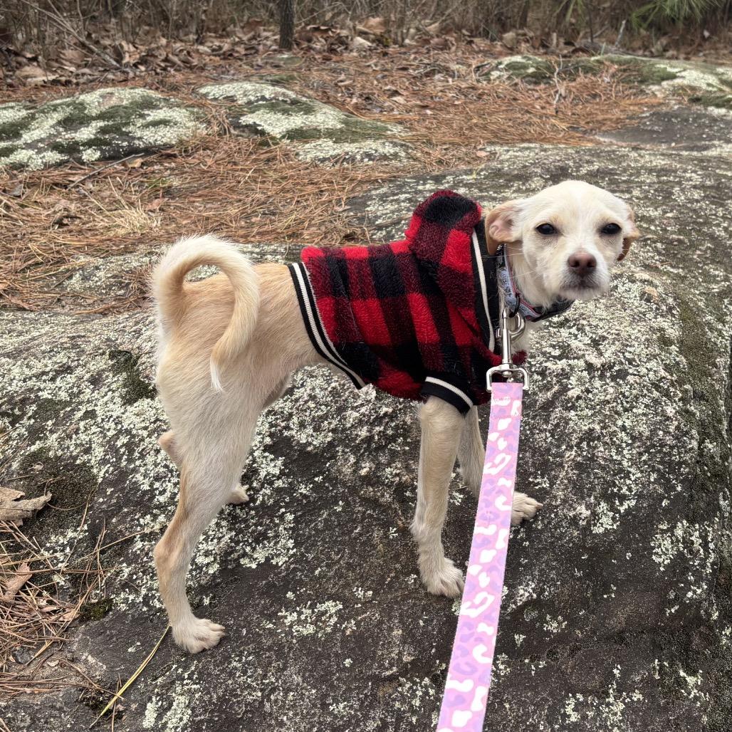 Enlarge Elfie, a Adoptable Chihuahua in Austell, GA image 5/6