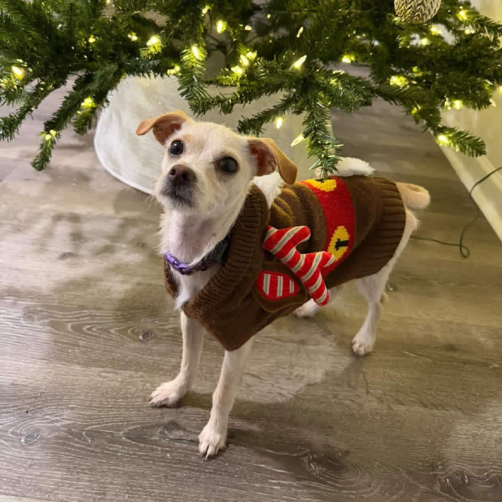 Enlarge Elfie, a Adoptable Chihuahua in Austell, GA image 6/6