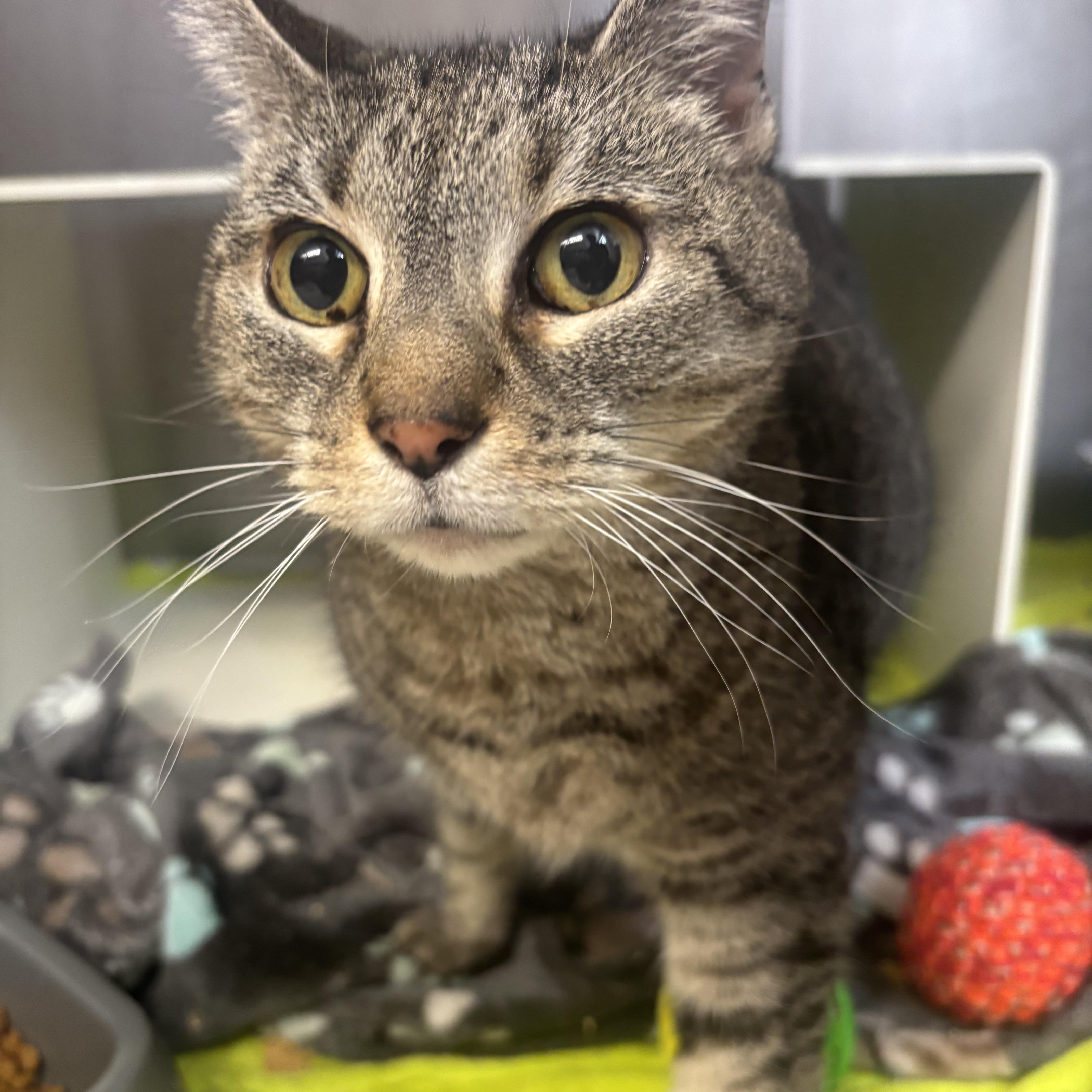 Enlarge Marley, an adopted Domestic Short Hair in Cranston, RI image 1/1