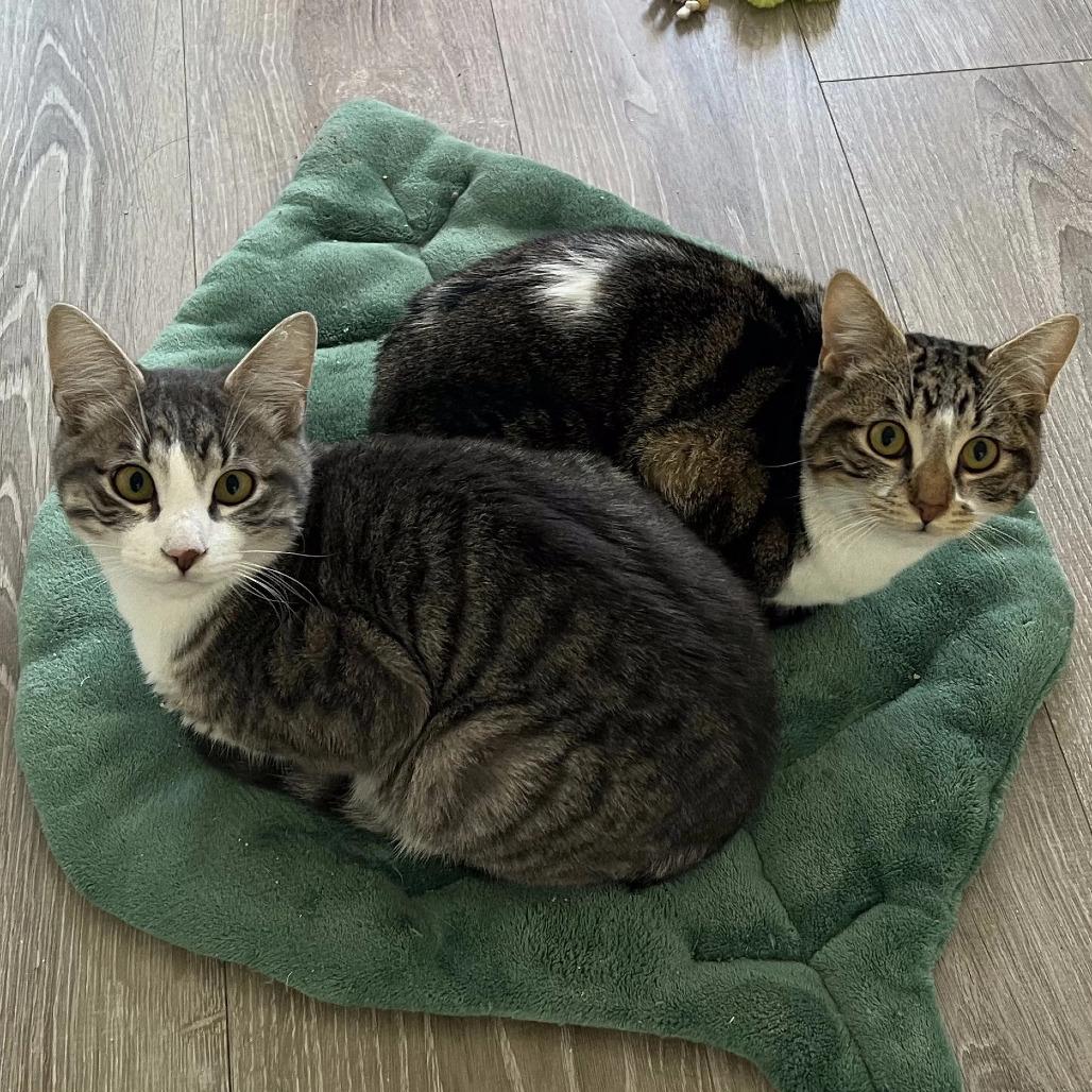 Bulldog, Adoptable, Young Male Domestic Short Hair.